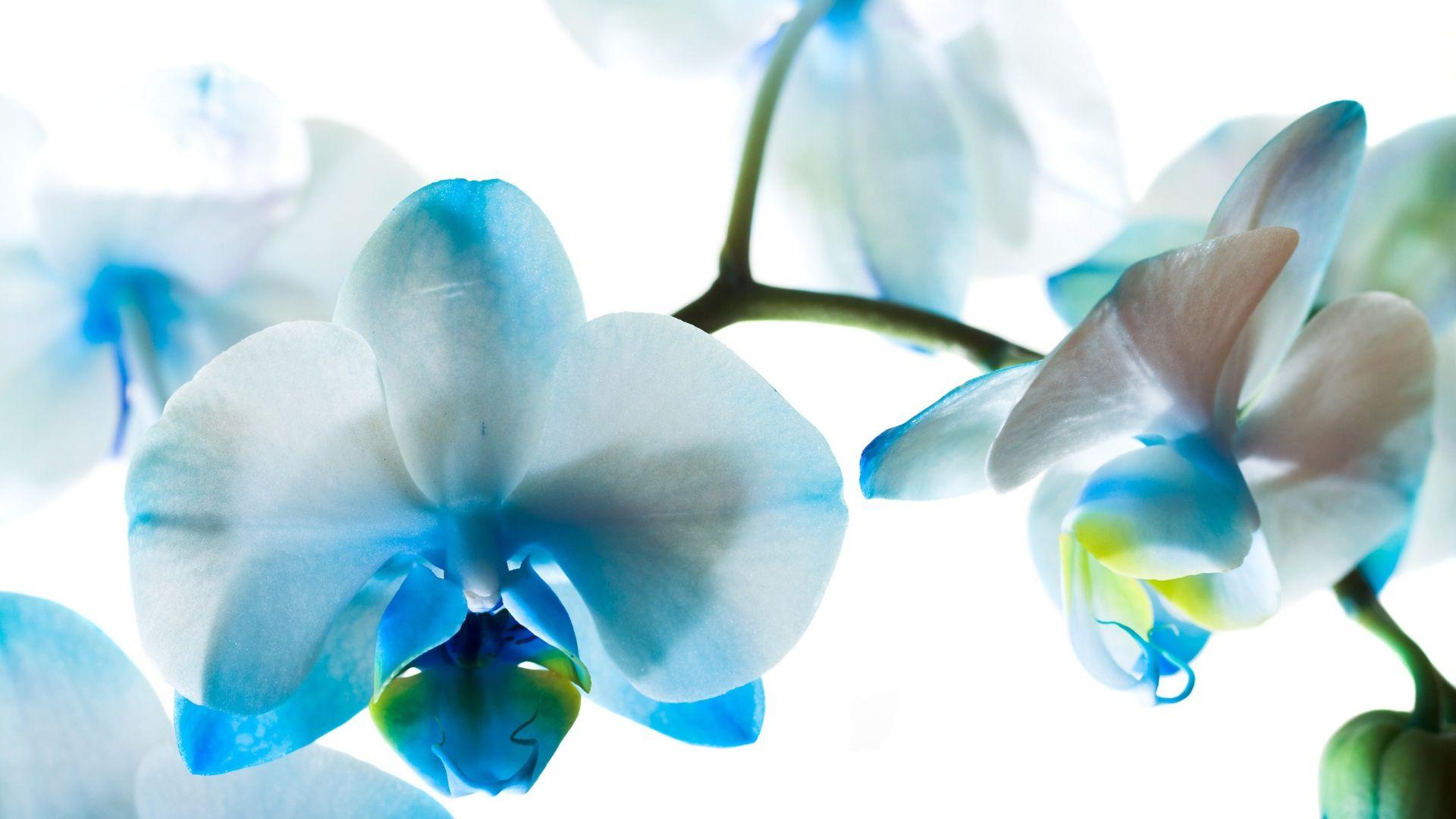 1920x1080 Blue orchids Desktop wallpaper 1920x1080