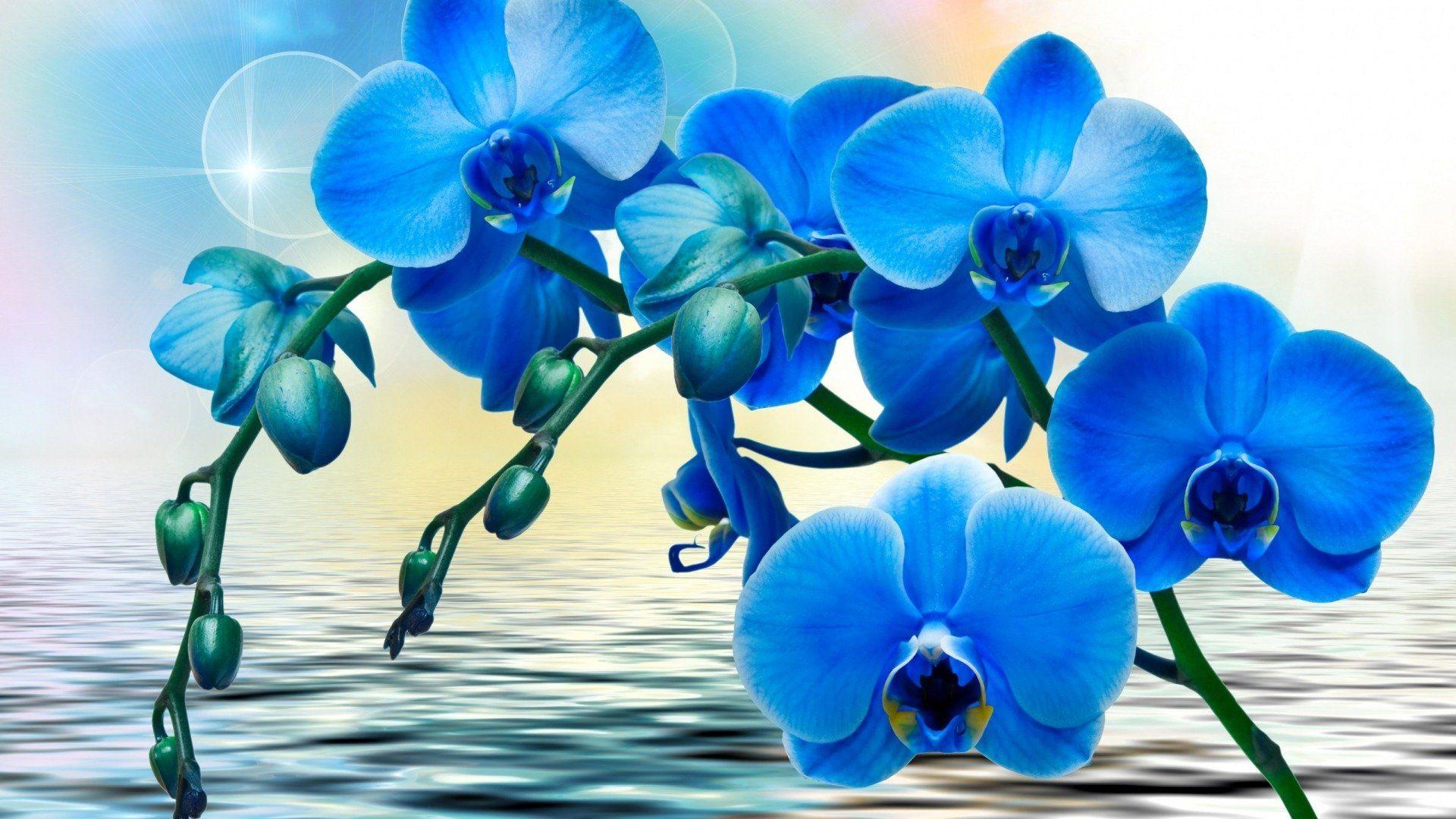 1920x1080 Textures Blue orchids wallpaperx1080