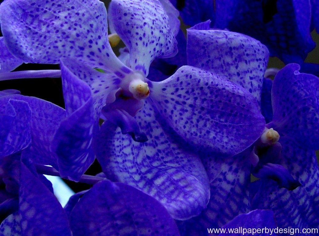 1036x768 Pink Flower Wallpaper: Awesome Blue Orchid Wallpaper