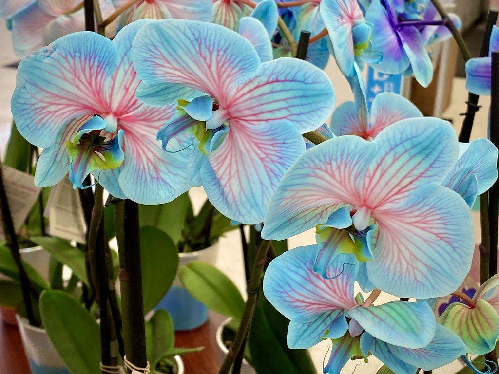 1024x768 Beautiful Blue Orchids