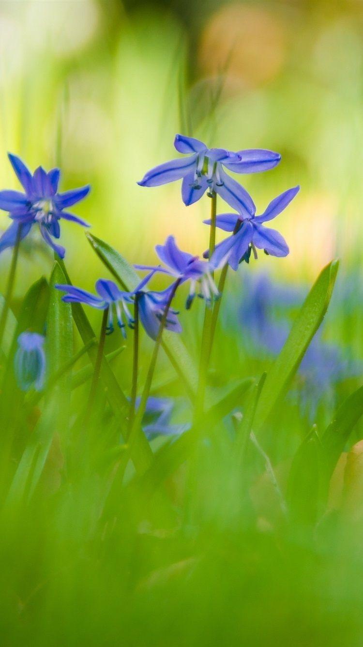 750x1334 Blue Orchid Flowers, Summer, Green 750x1334 IPhone 8 7 6 6S