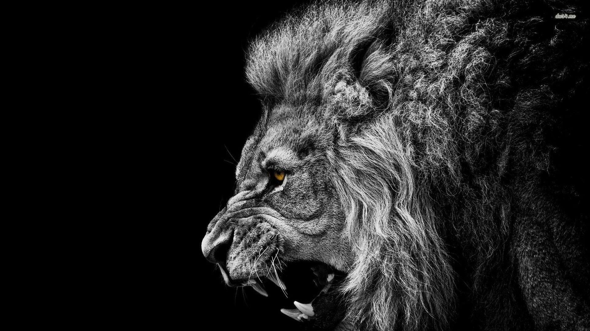 Angry Lion Laptop Wallpapers - Top Free Angry Lion Laptop Backgrounds -  WallpaperAccess