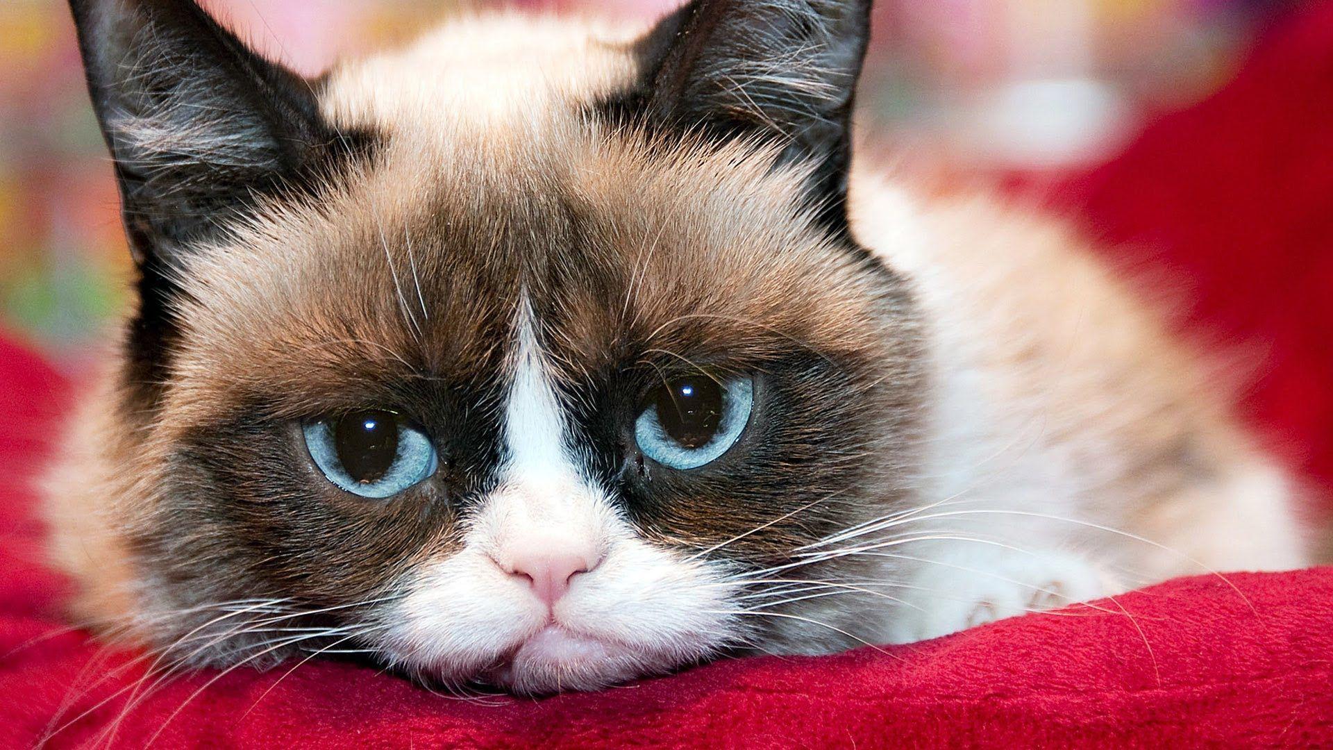 1920x1080 Grumpy Cat Pics HD