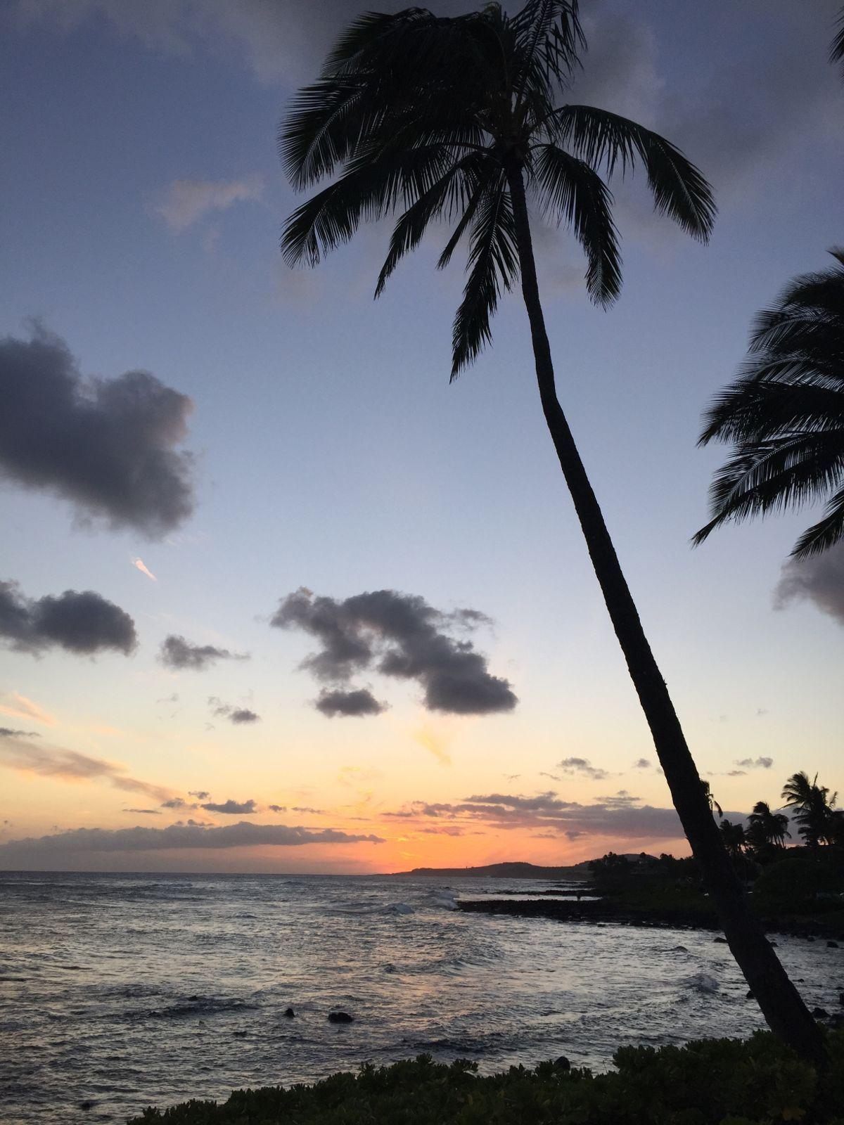 1200x1600 Sky Sea Ocean Clouds Sunset Beach Sunrise Tree Coast Shore