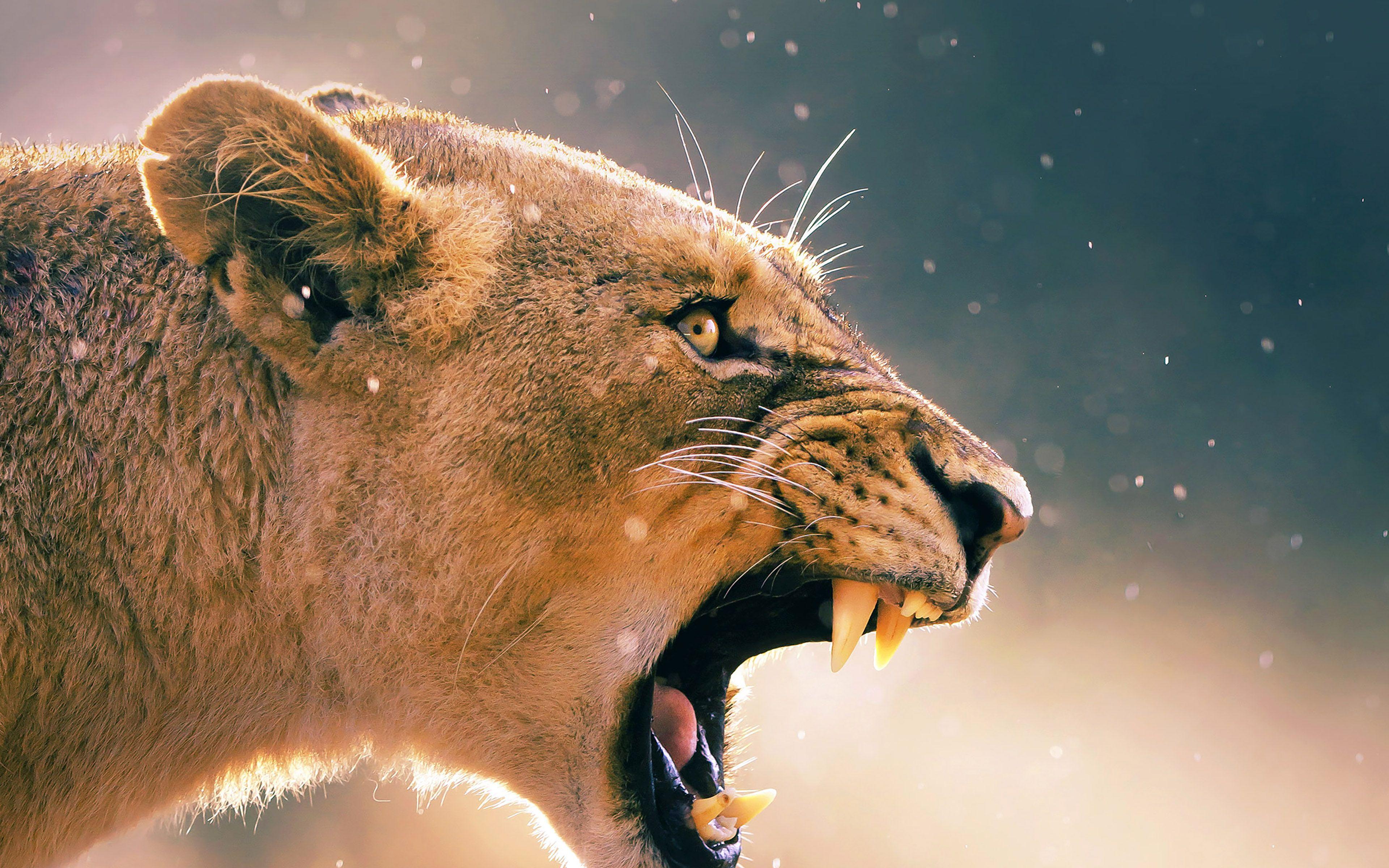 3840x2400 wallpaper for desktop, laptop. angry lion one animal nature