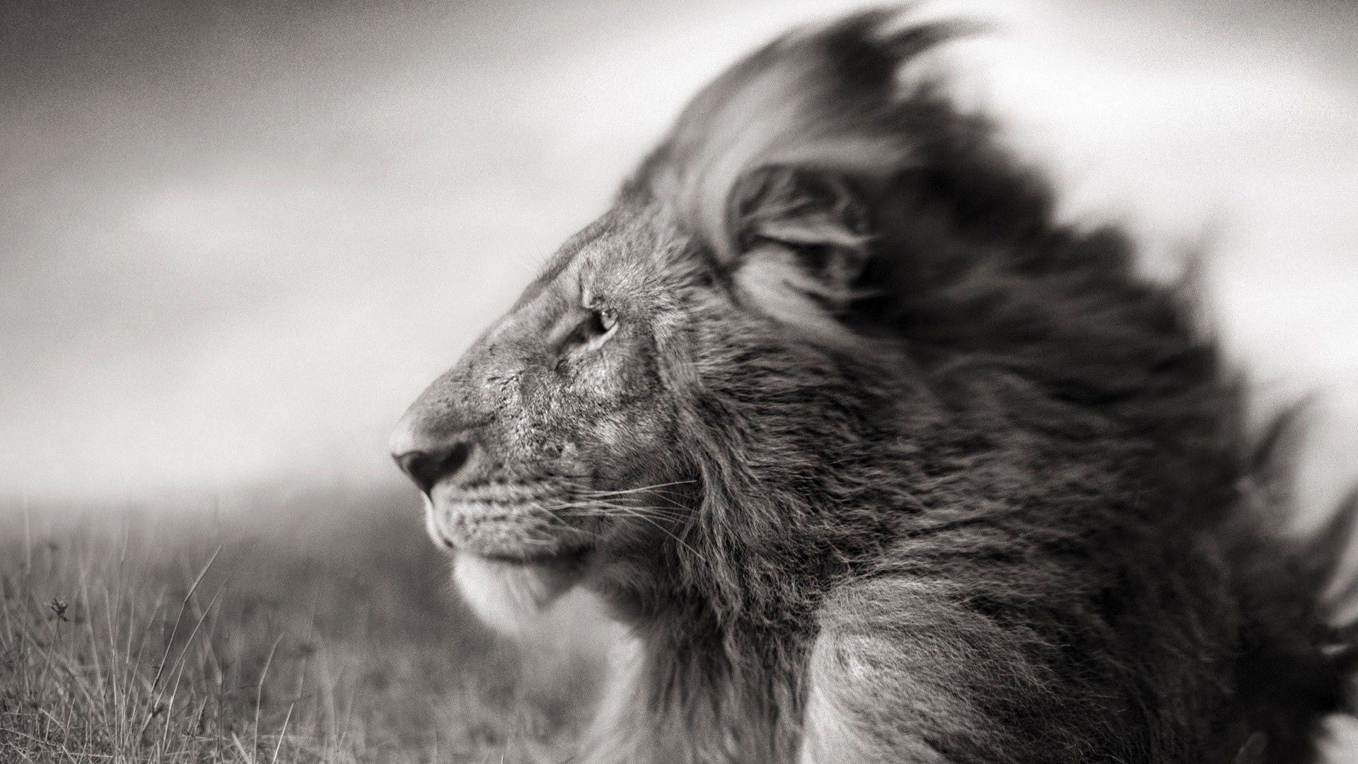 1920x1080 Angry Lion Wallpaper Widescreen. Lion HD wallpaper, Lion
