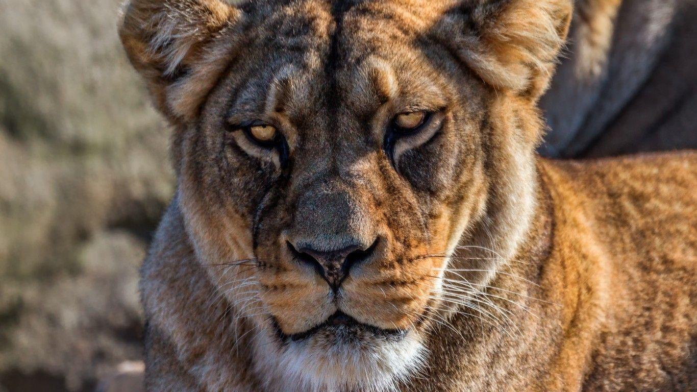 1366x768 Download 1366x768 Lion, Angry Face, Predator, Big Cats Wallpaper