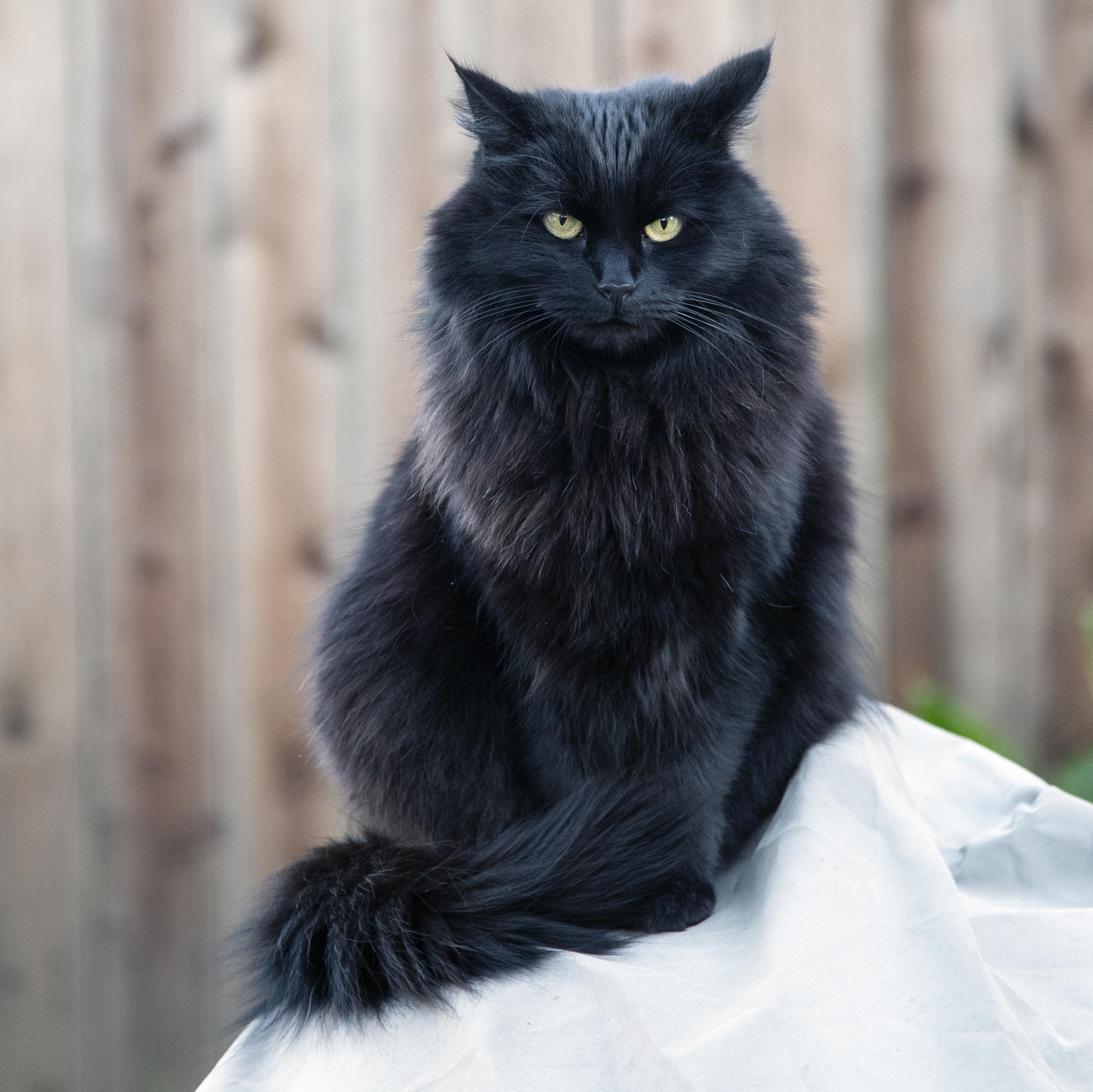 3037x3036 wallpaper cat, black cat, fluffy, sight, angry HD : Widescreen