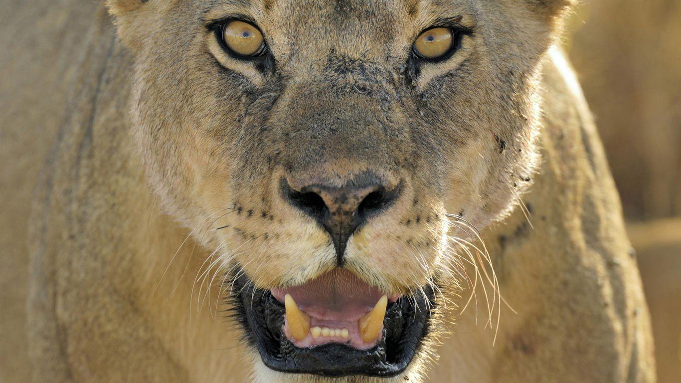 1366x768 Download wallpaper 1366x768 lion, face, teeth, anger, big cat