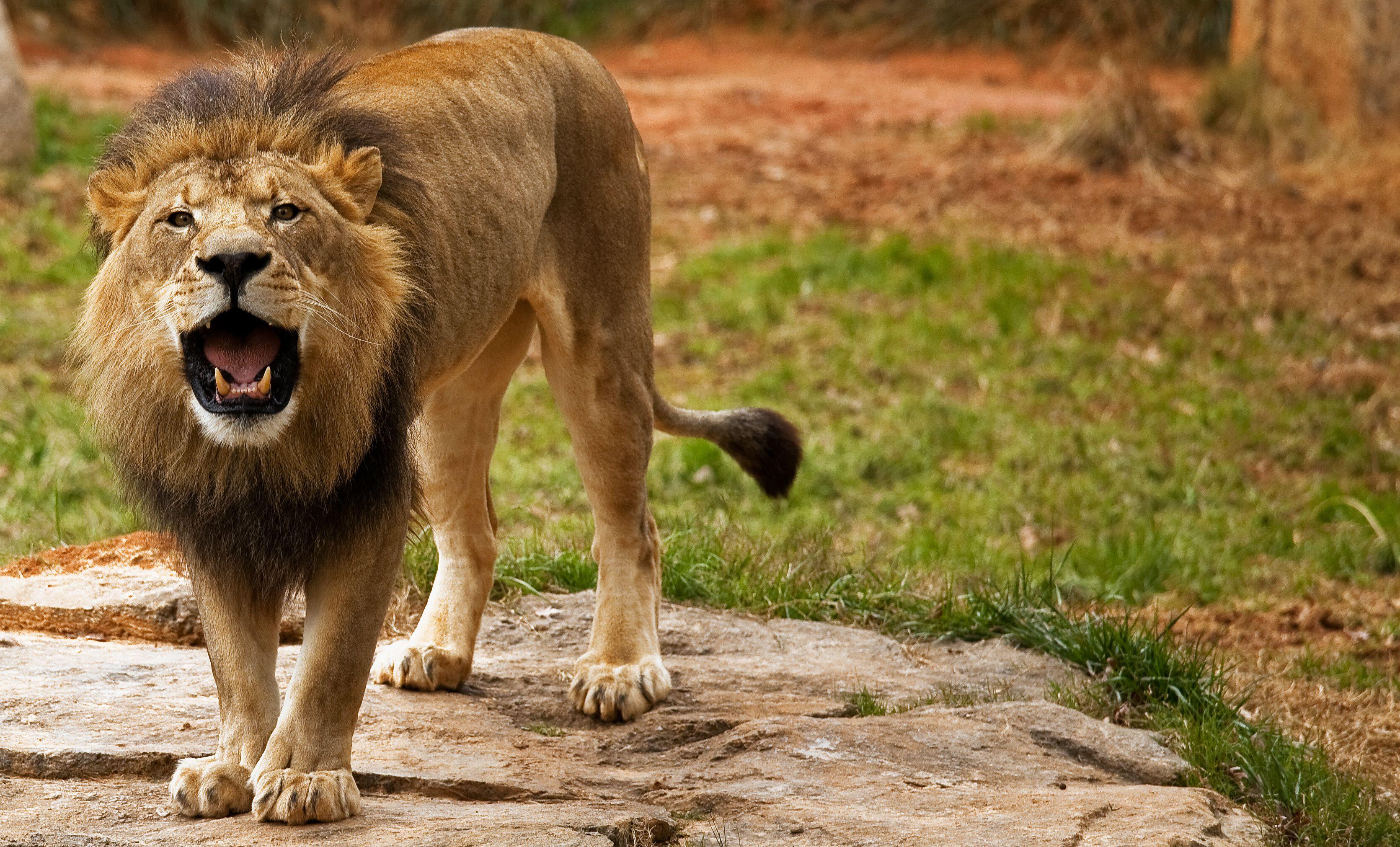 3342x2022 Angry Lion wallpaper