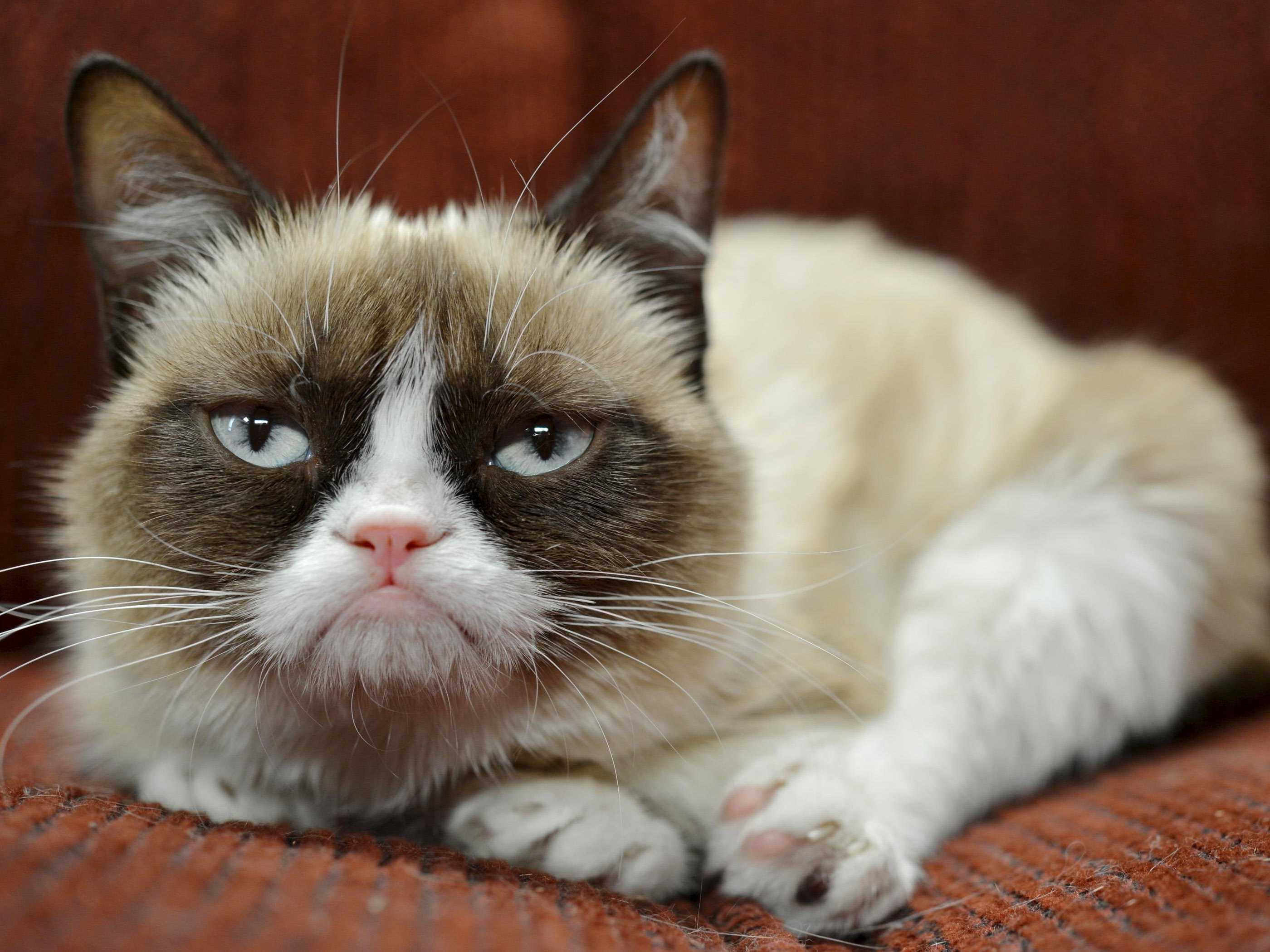 2800x2100 Grumpy Cat Wallpaper HD