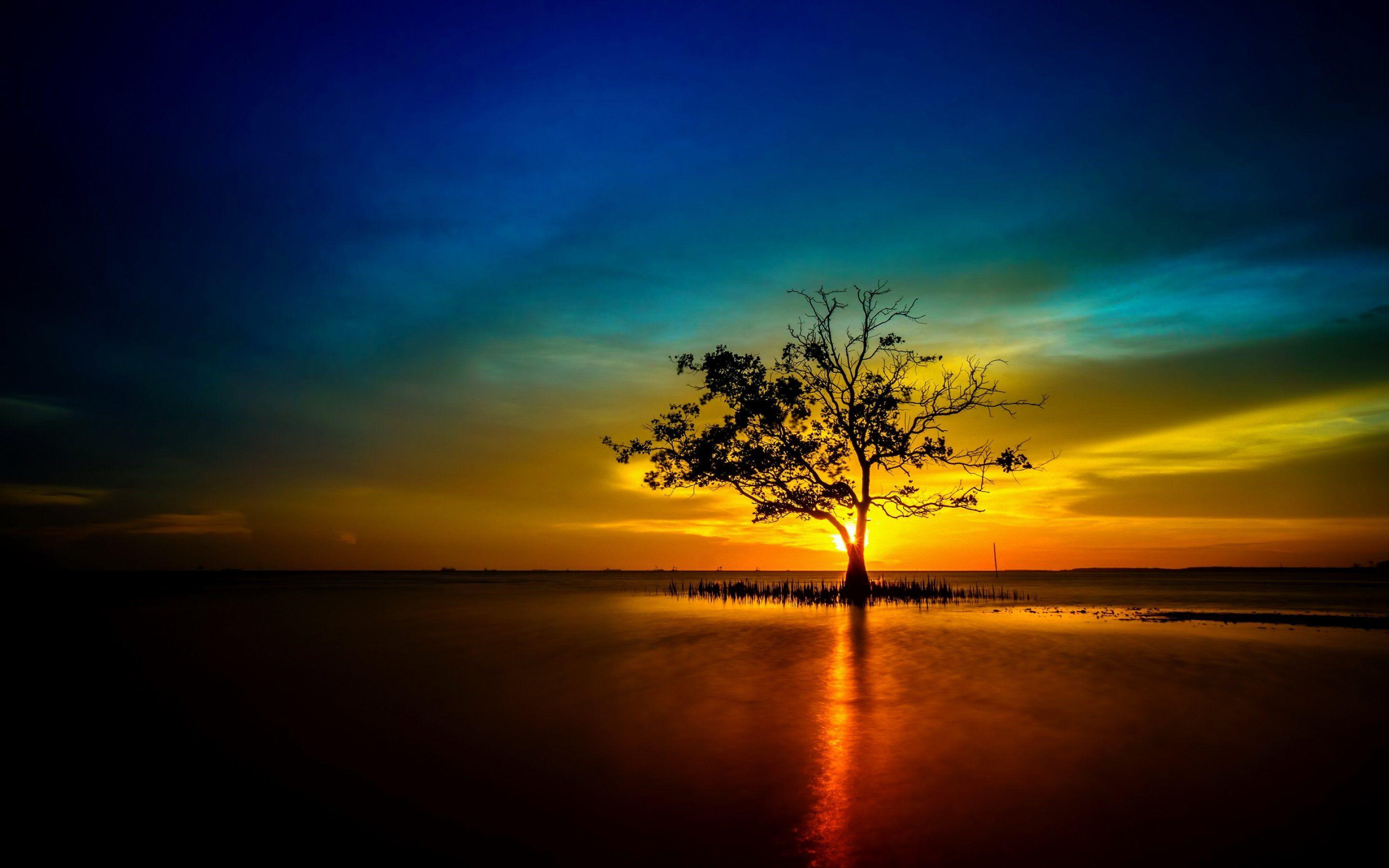 2880x1800 Tree lonely sunset sunrise landscape nature sun reflection