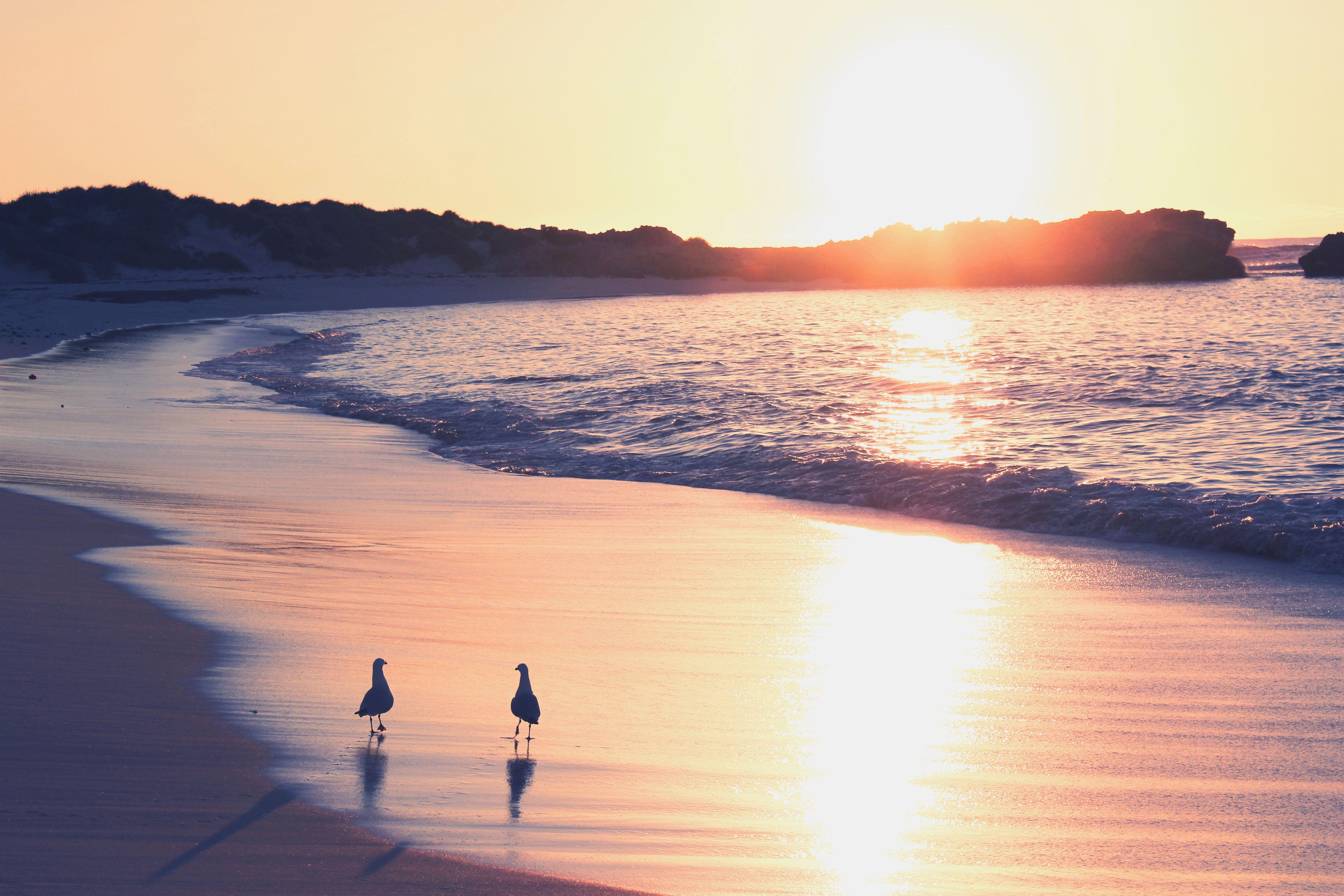 5184x3456 Surf sea sand sunrise seagull ocean wallpaperx3456