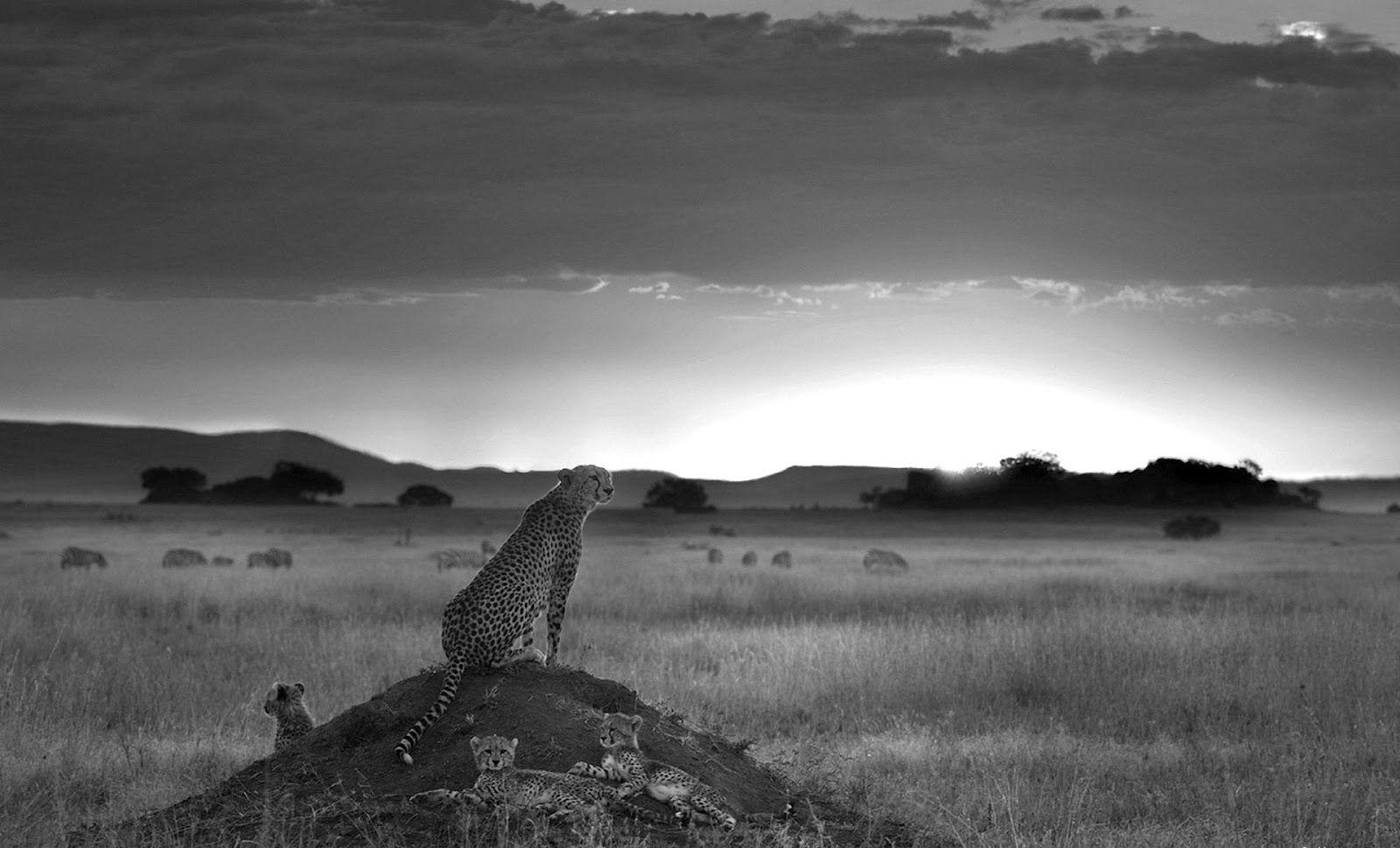 1600x969 Free download Cheetah Black and white wallpaper [1600x969]