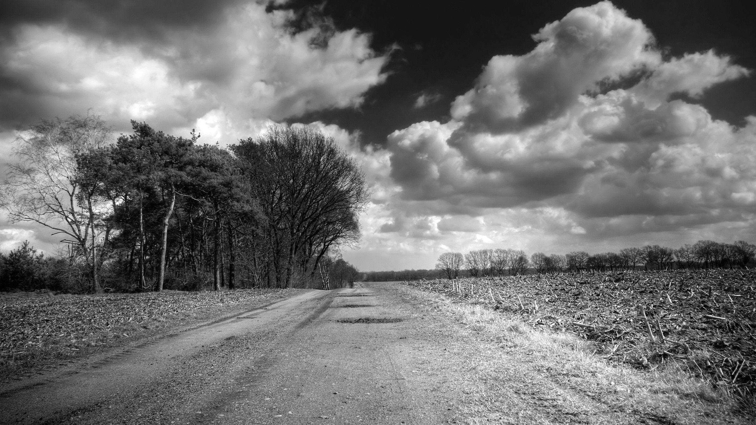 2560x1440 Download Wallpaper 2560x1440 Road, Country, Black And White, Trees