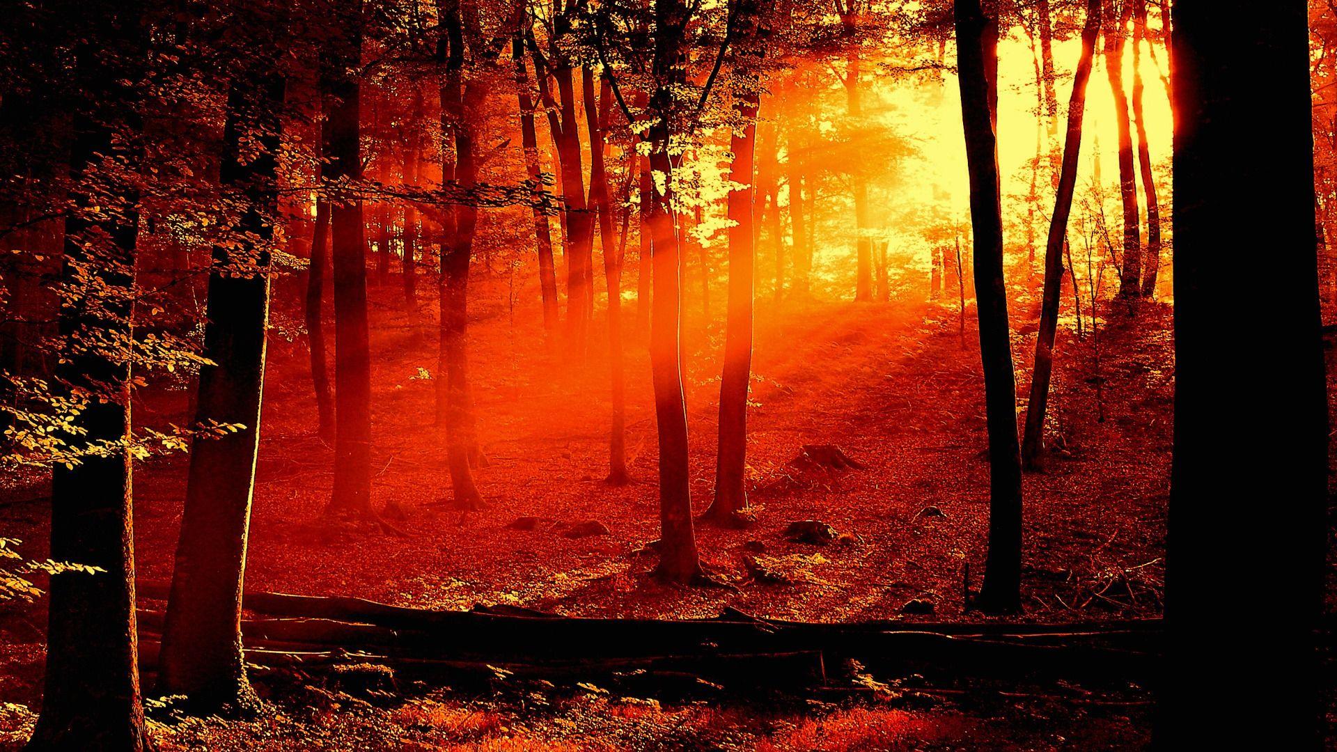 1920x1080 Forest Sunrise Wallpaper Landscape Nature Wallpaper in jpg format