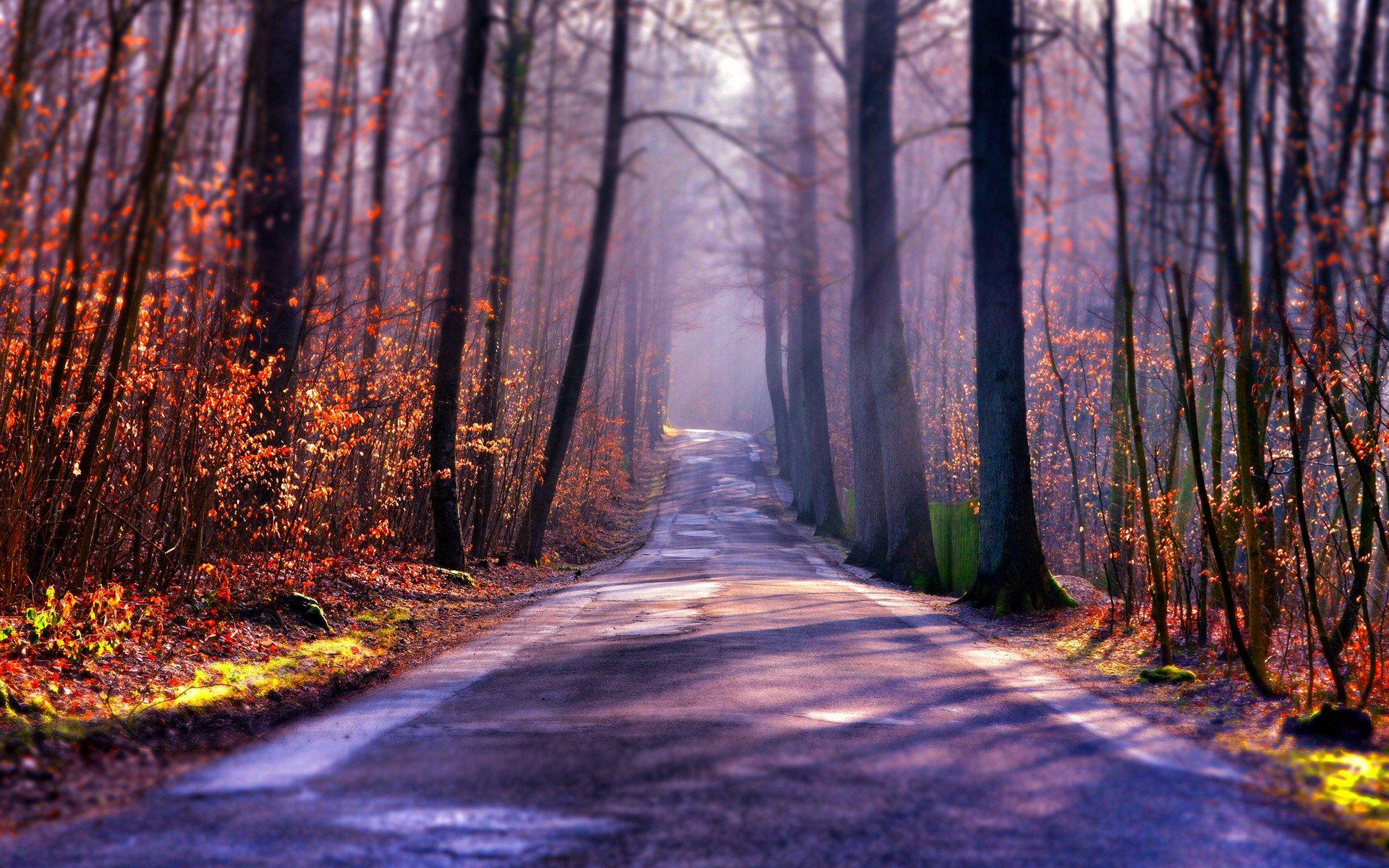 1920x1200 Forest Road Trees Light Sunrise Free Wallpaper HD