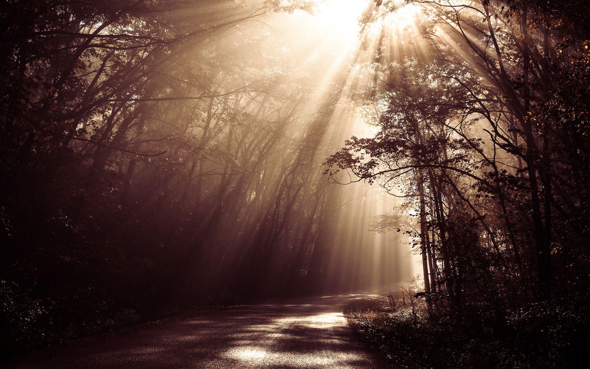 1920x1200 Sunlight Sepia Road Forest Trees beams rays woods sunrise