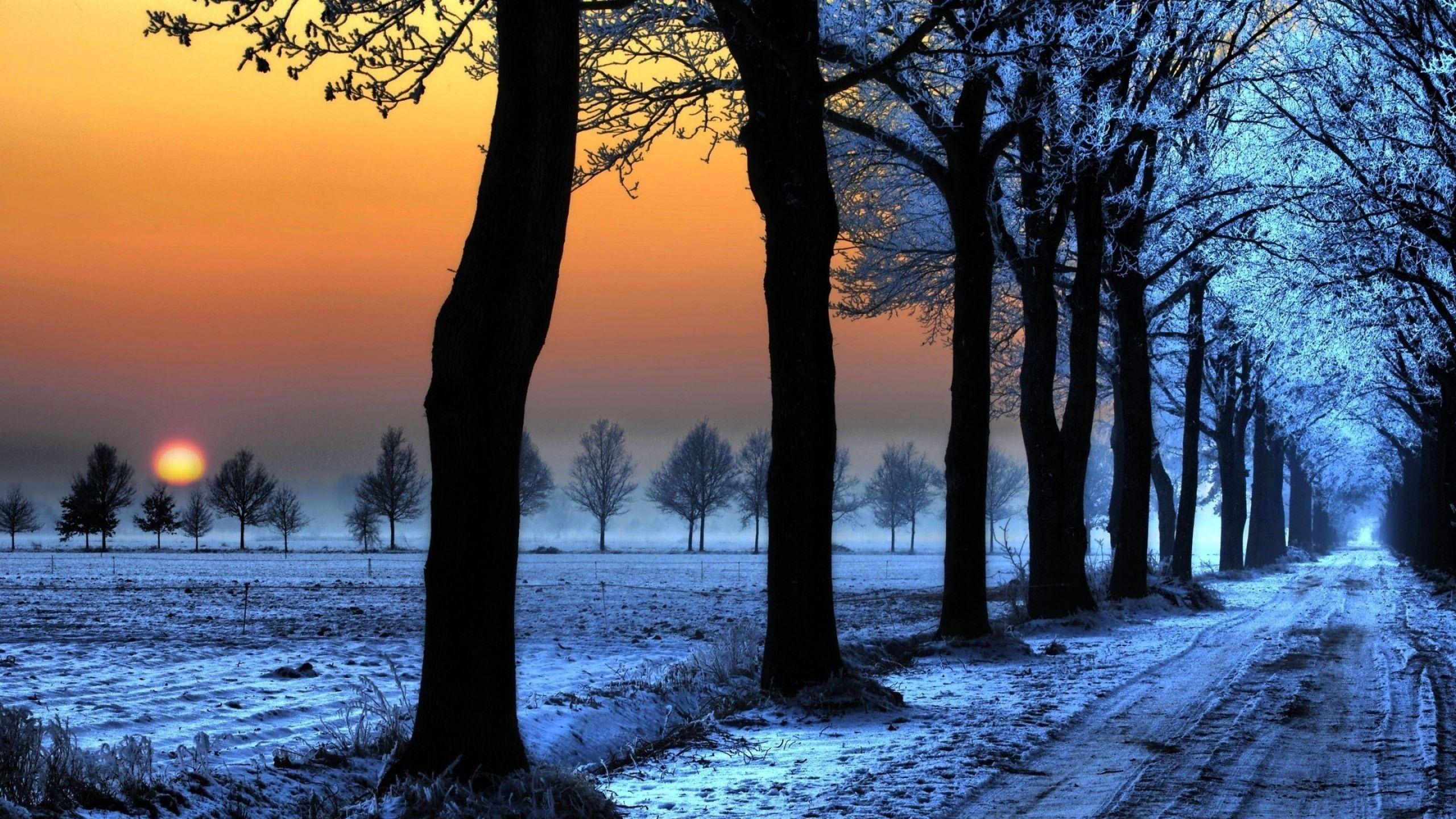 2560x1440 Sunrise Trees Path MacBook Air .