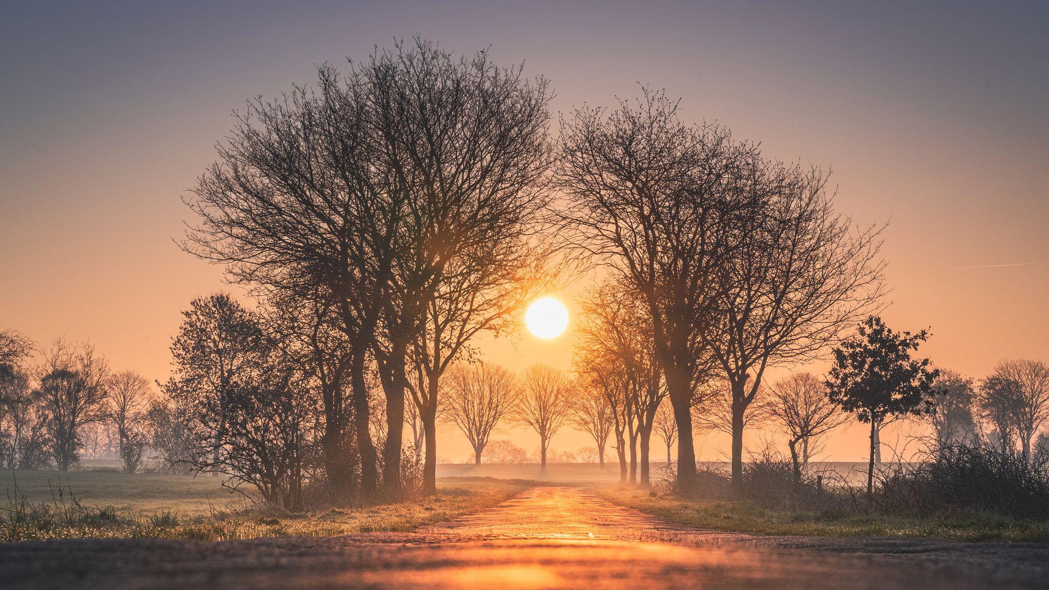 2048x1152 Sunrises And Sunsets Trees Sun Fog 4k 2048x1152