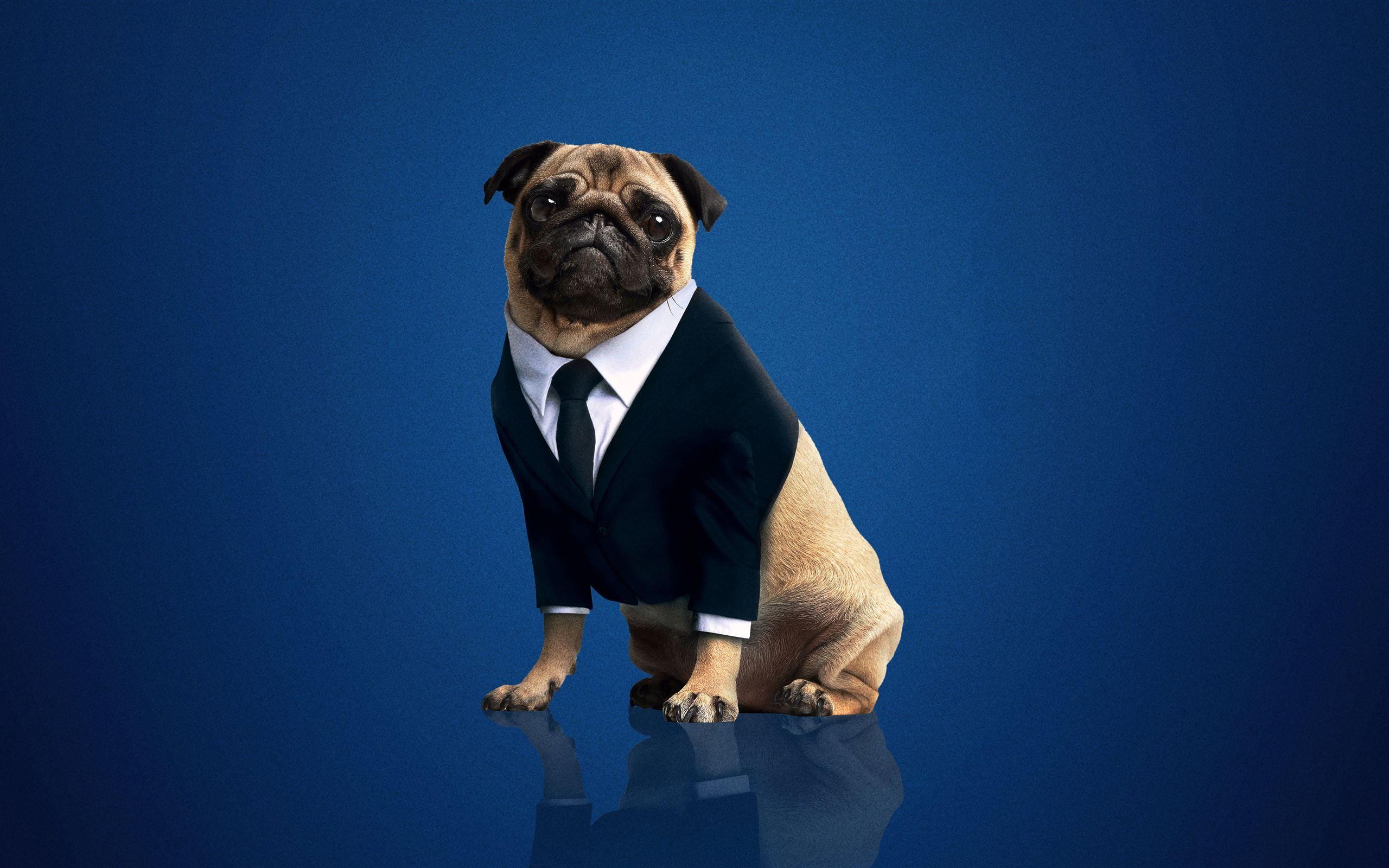 2560x1600 frank the pug men in black international 2019 MacBook Air Wallpaper Download
