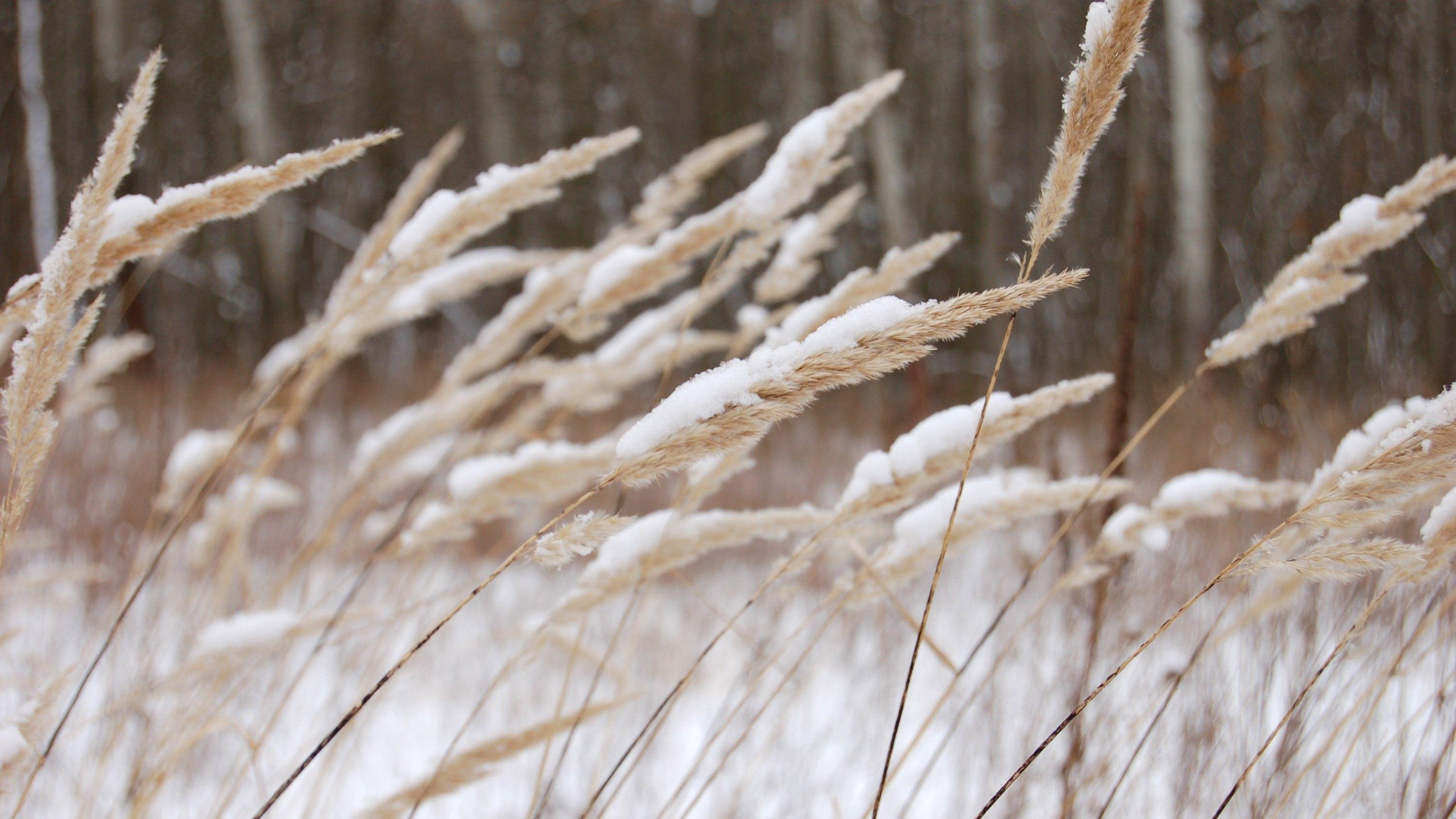 3006x1692 Snow, Landscape, Mobilewinter, Nature, Tumblr, Laptop, windows