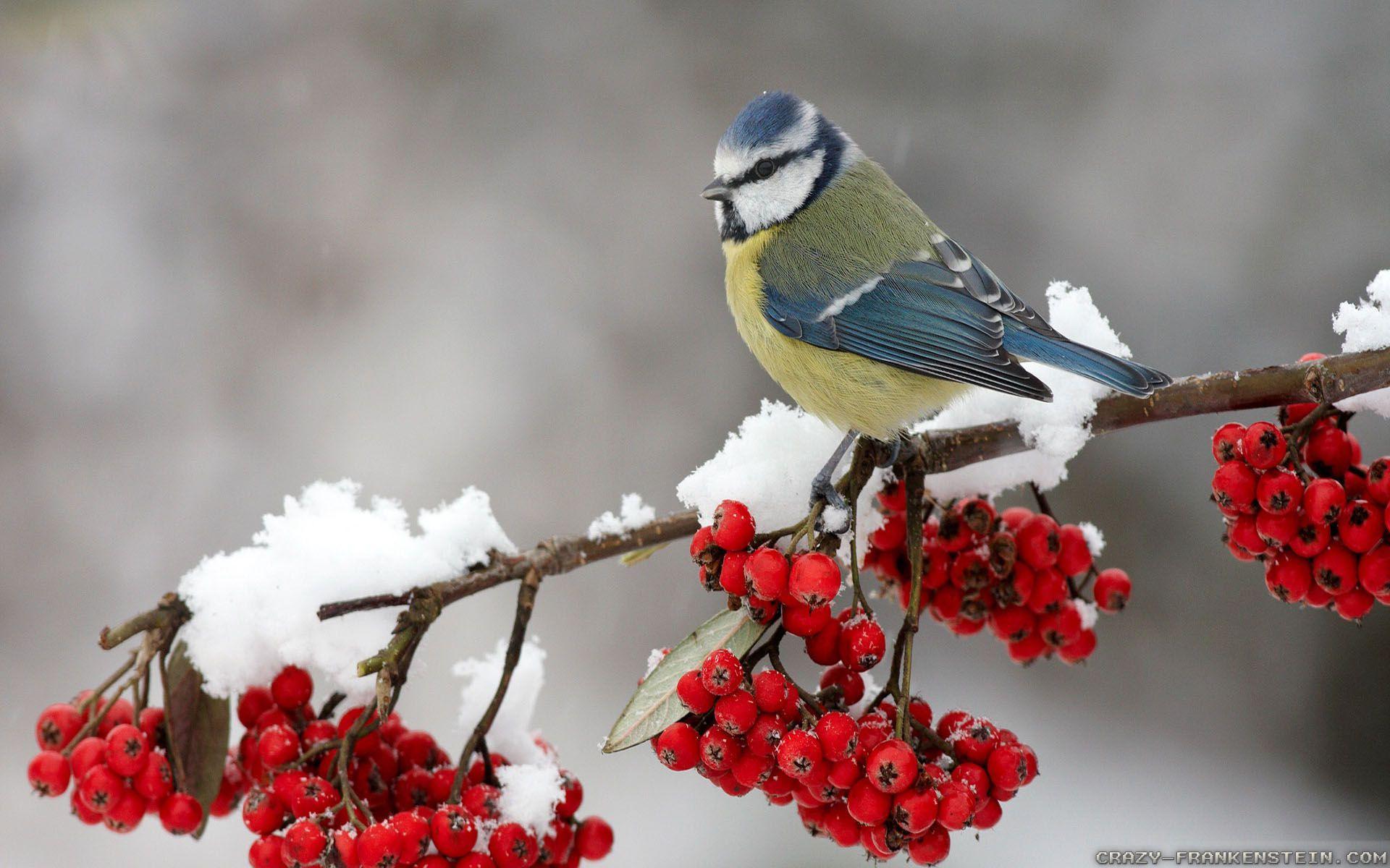 1920x1200 Winter Birds hình nền 2