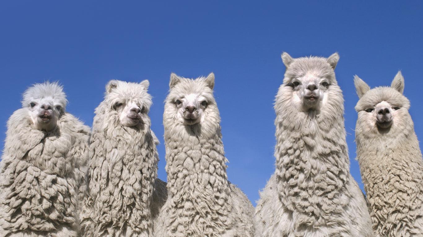 1366x768 Alpacas near the base of Cotopaxi Volcano, Ecuador