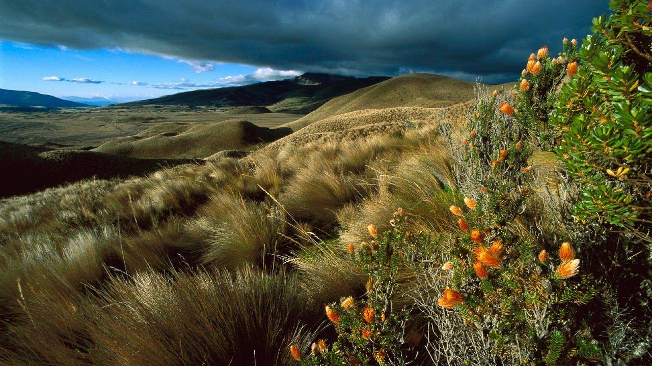 1280x720 hd Flower wallpaper: Ichu Grass (Stipa ichu) and Huamanpinta