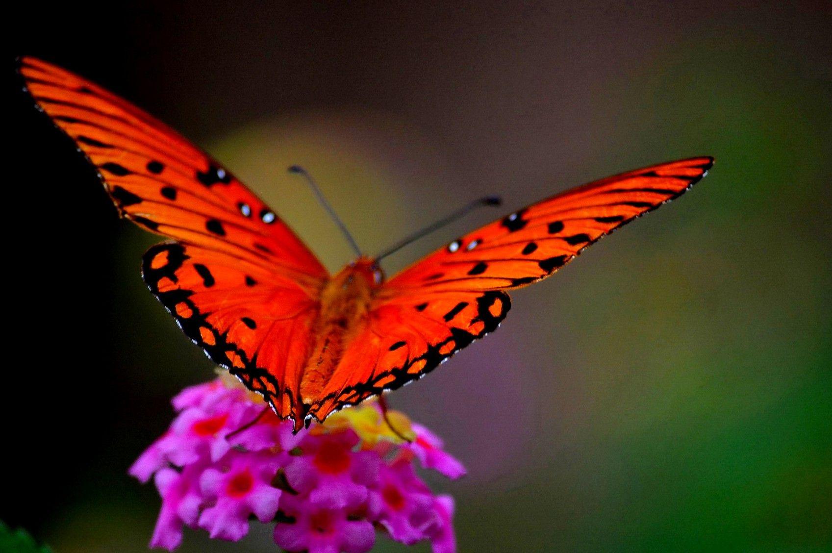 1697x1128 Animal Wallpaper, Animal Planet, Desktop Image, Cute Animals
