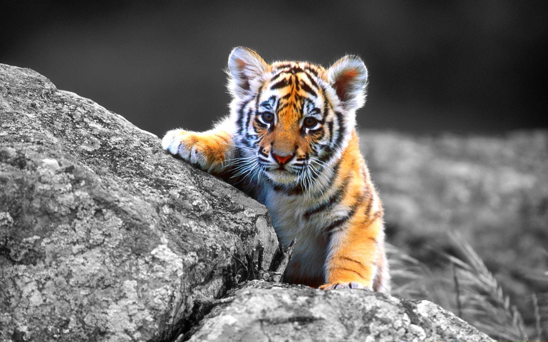 Animal Planet Wallpapers - Top Free Animal Planet Backgrounds -  WallpaperAccess