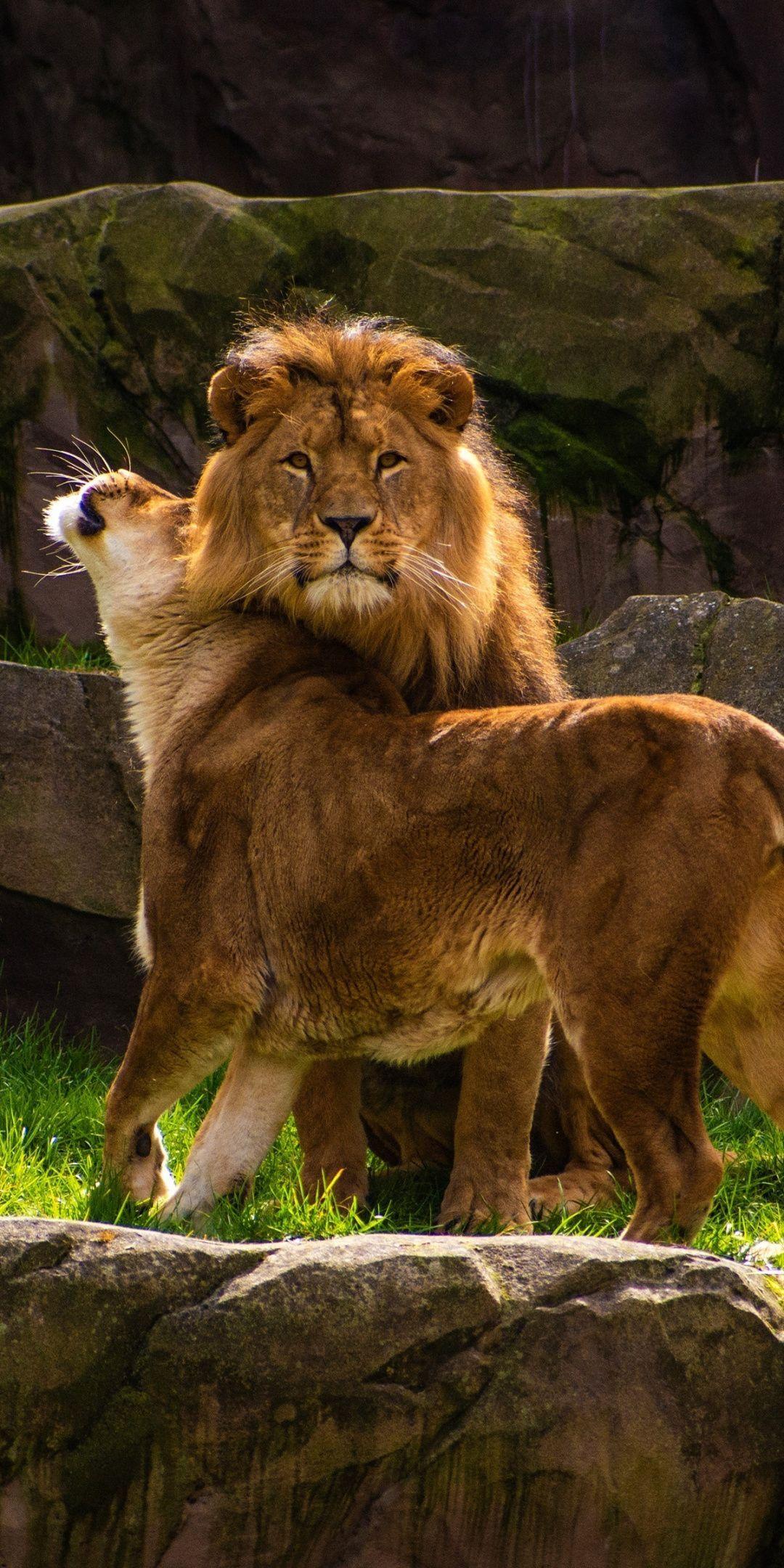 Animal Wallpapers Top Free Animal Backgrounds WallpaperAccess