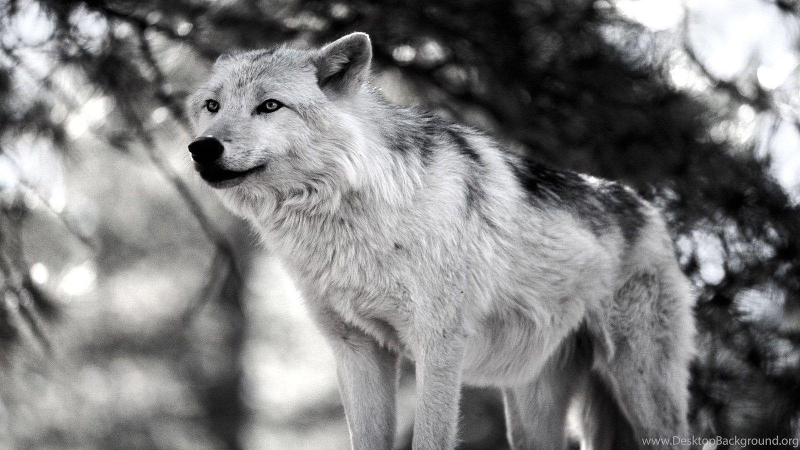1600x900 Animal Wallpaper, Wild Animal Wallpaper, Animal Planet, Desktop