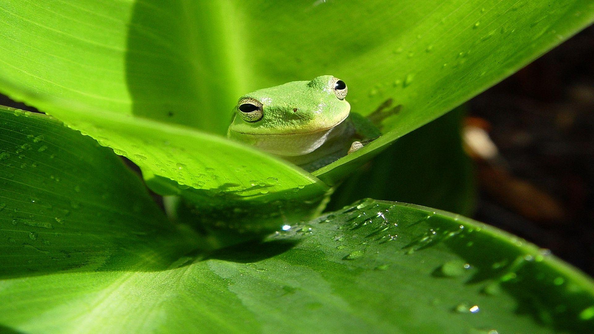 1920x1080 Animal, wallpaper, planet, green, frogs, wallpapervault, referers