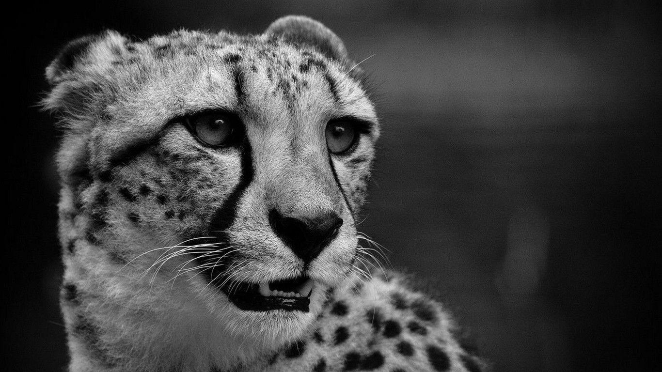 1366x768 animal planet. Animals, Animals beautiful, Mammals