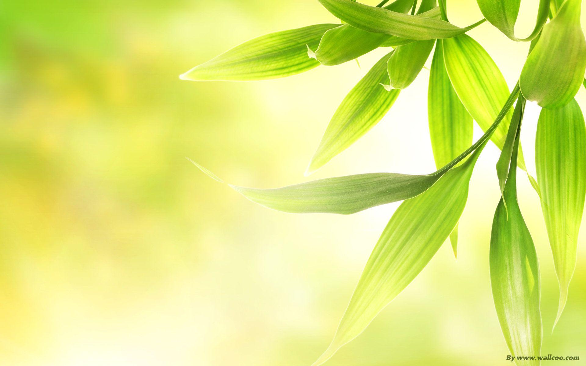 1920x1200 Desktop, wallpaper, nature, beautiful, computer