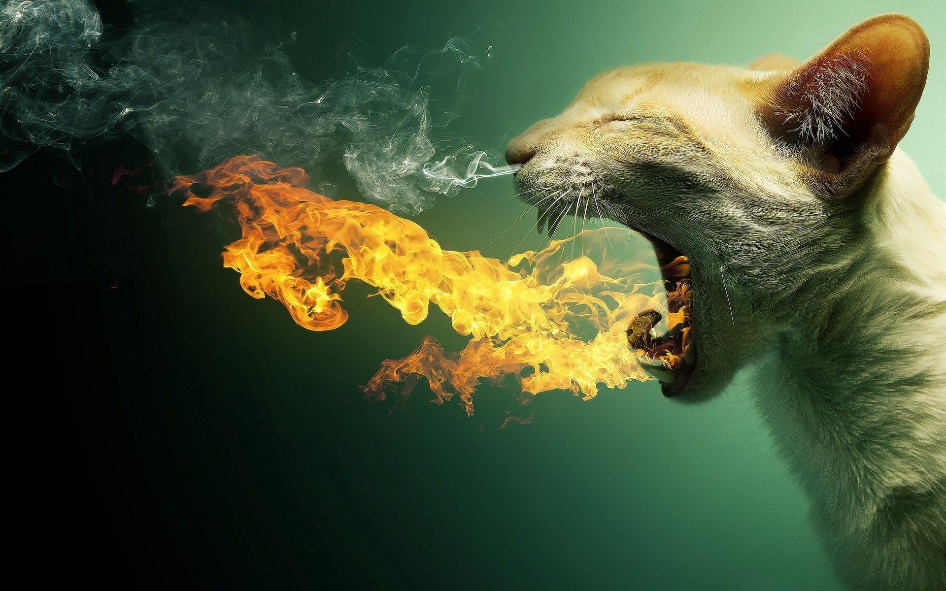 1920x1200 HD PC Wallpaper, Fantastic HD Pc Image