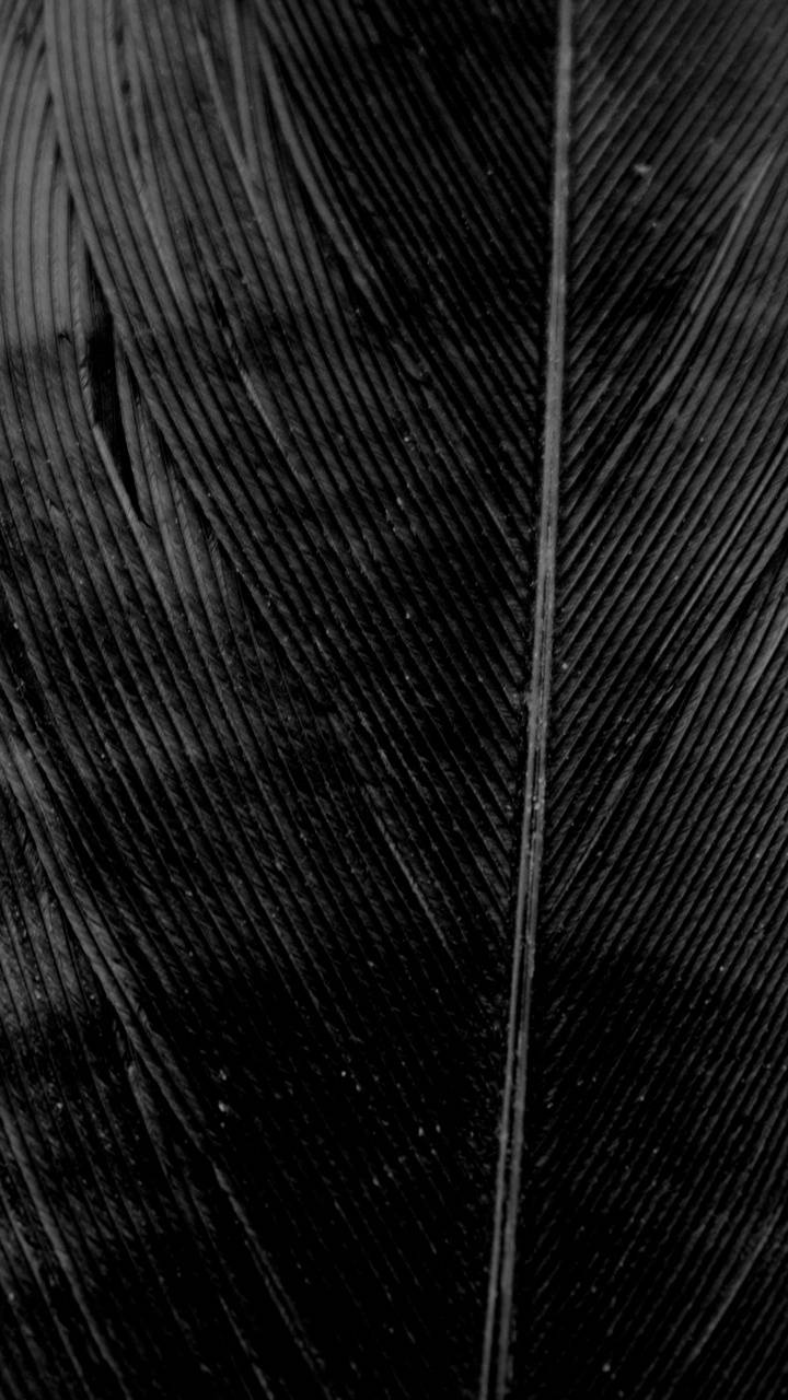 720x1280 Black Feather wallpaper