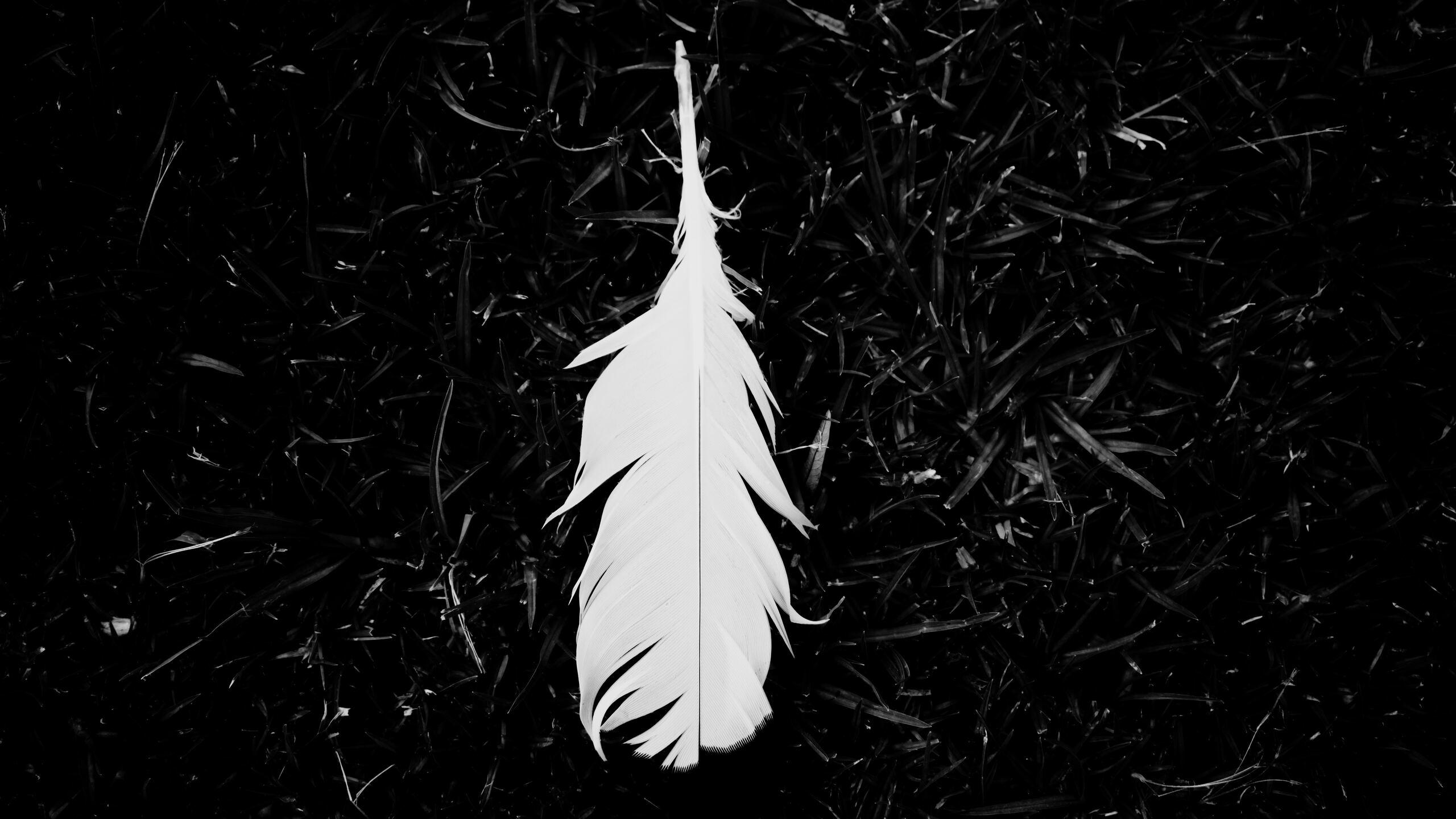 Black Feather Wallpapers - Top Free Black Feather Backgrounds - WallpaperAccess