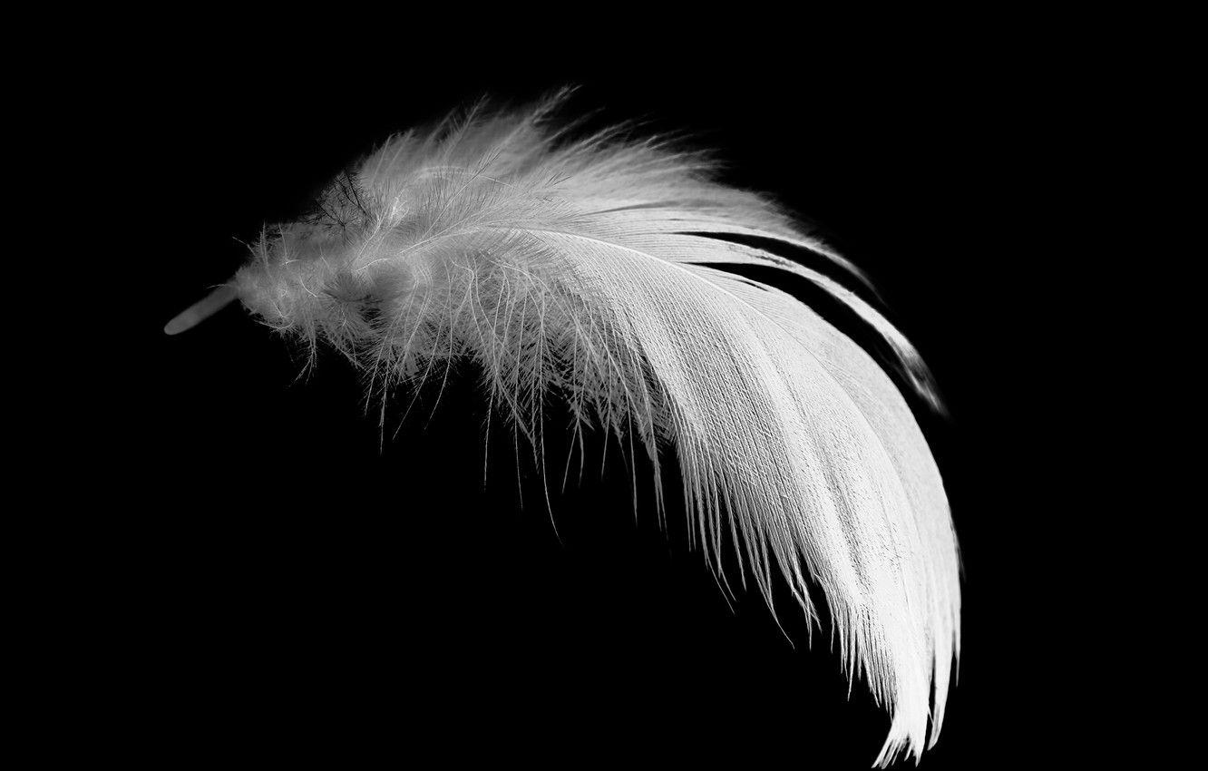 1332x850 Wallpaper white, black, feathers image for desktop, section макро