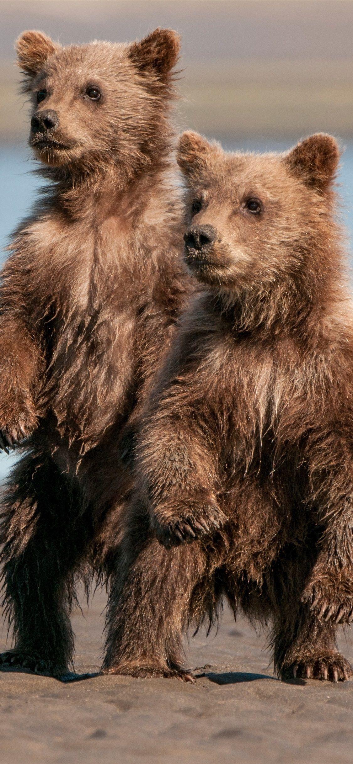 1125x2436 Hai chú gấu nâu dễ thương, đứng, ướt 1125x2436 iPhone 11 Pro XS X https://wallpaperaccess.com/full/3332264.jpg