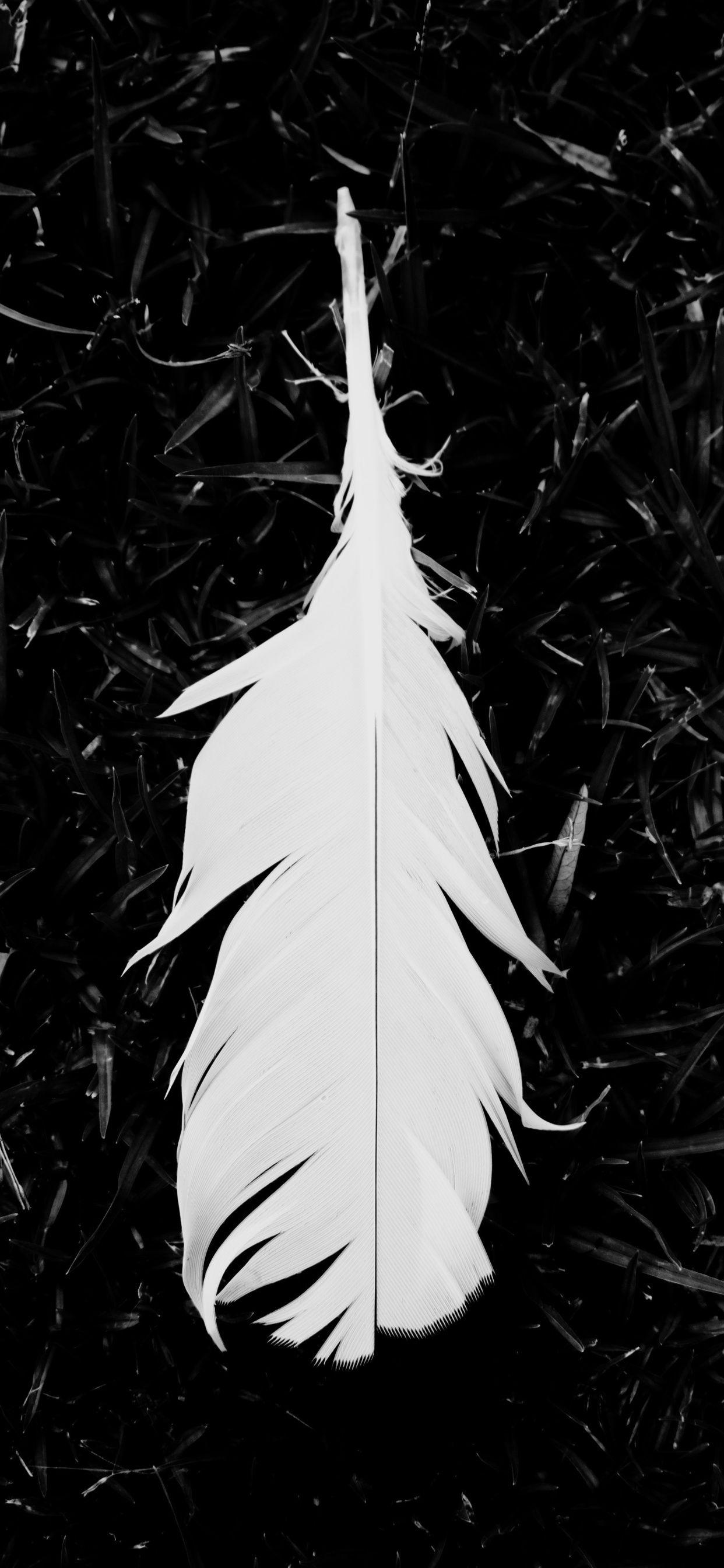 Black Feather Wallpapers Top Free Black Feather Backgrounds