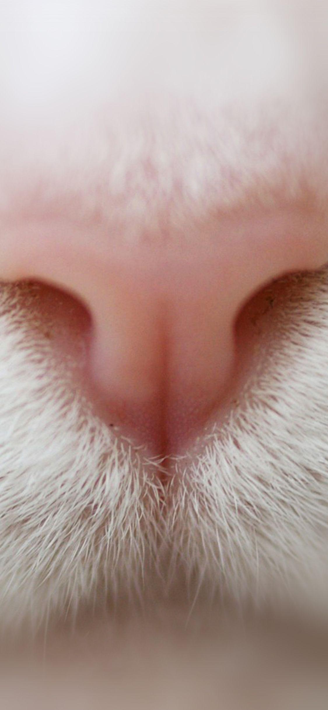 1125x2436 Cat Nose Hình nền động vật dễ thương màu trắng hồng