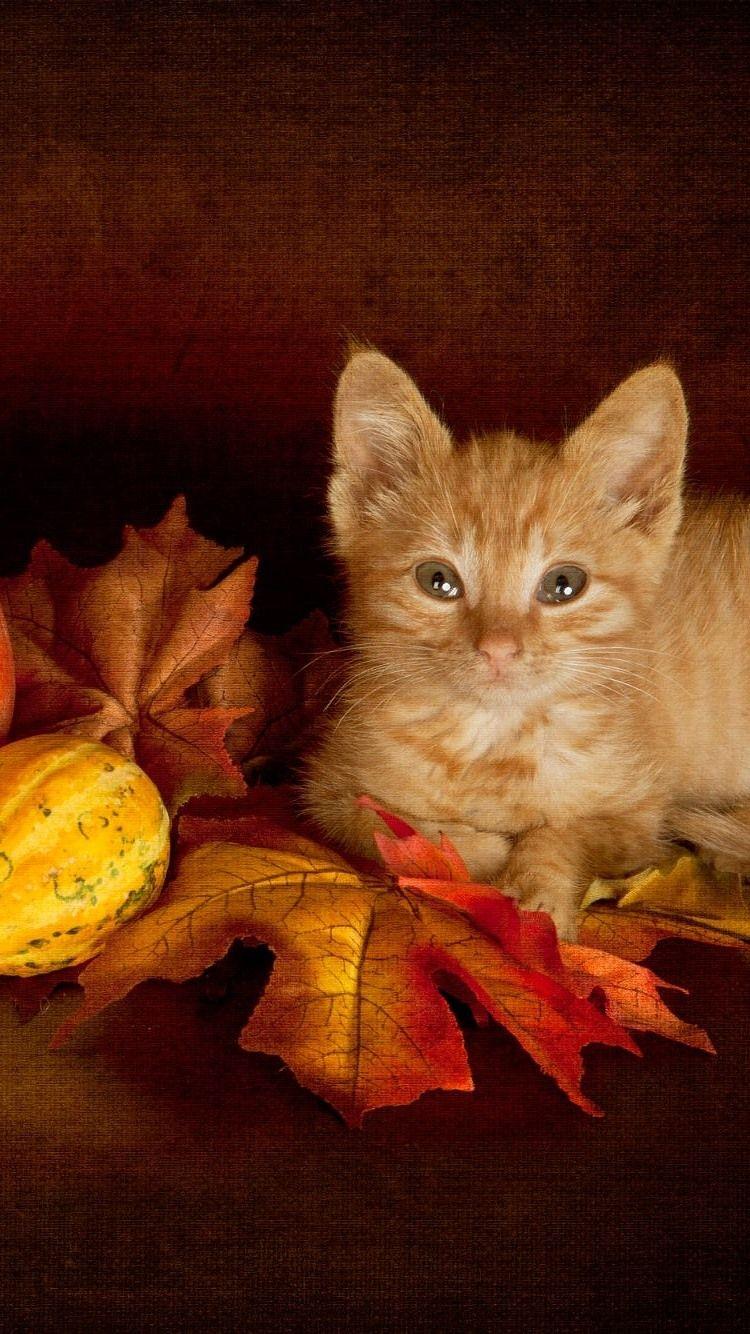 750x1334 Cute Kitten, Maple Leaves, Pumpkin 750x1334 IPhone 8 7 6 6S