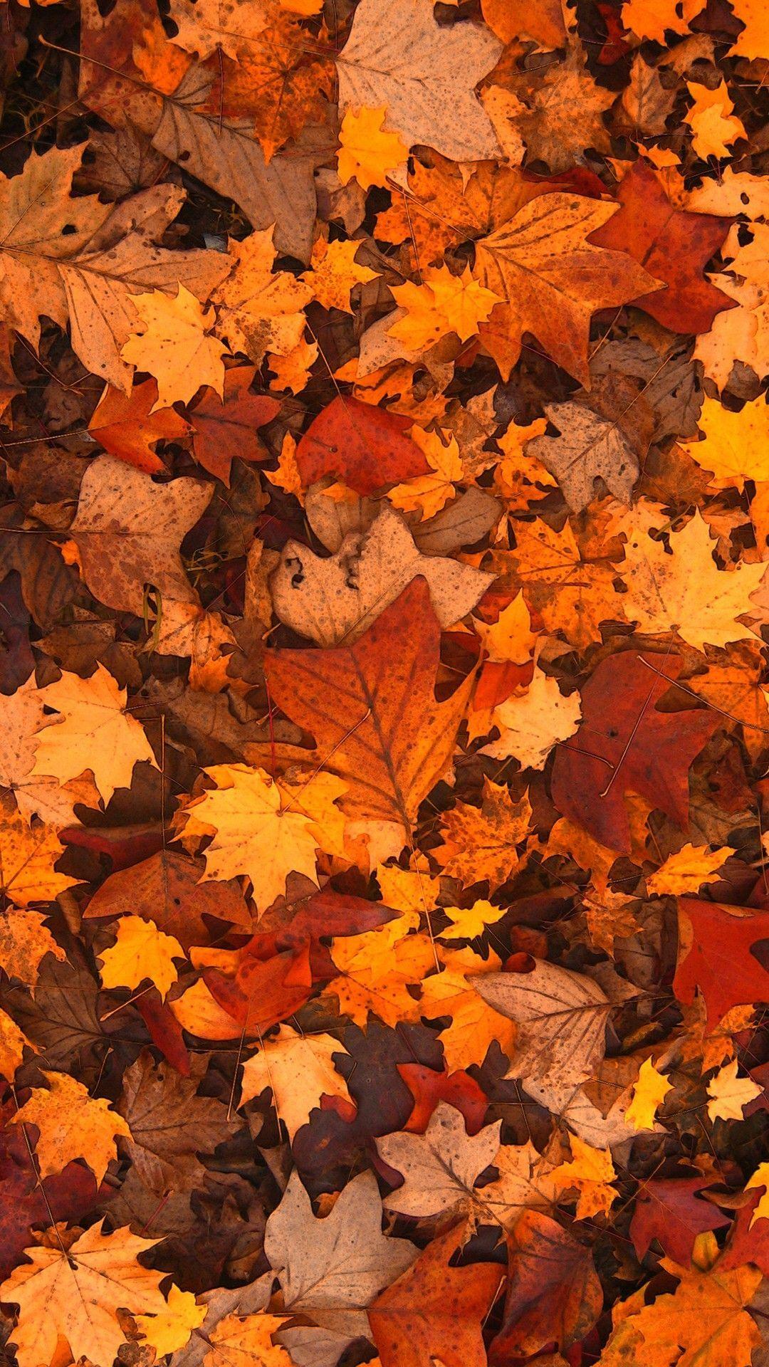 1080x1920 Wallpaper & Background. Fall wallpaper
