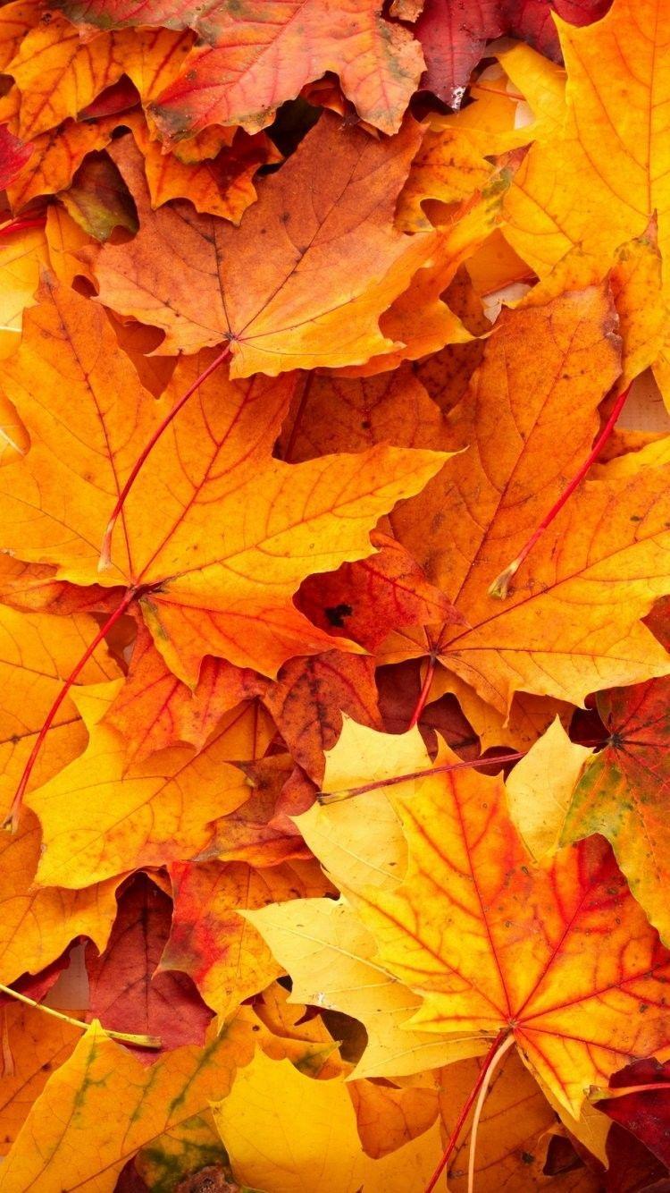 750x1334 Fall iPhone 6 Wallpaper