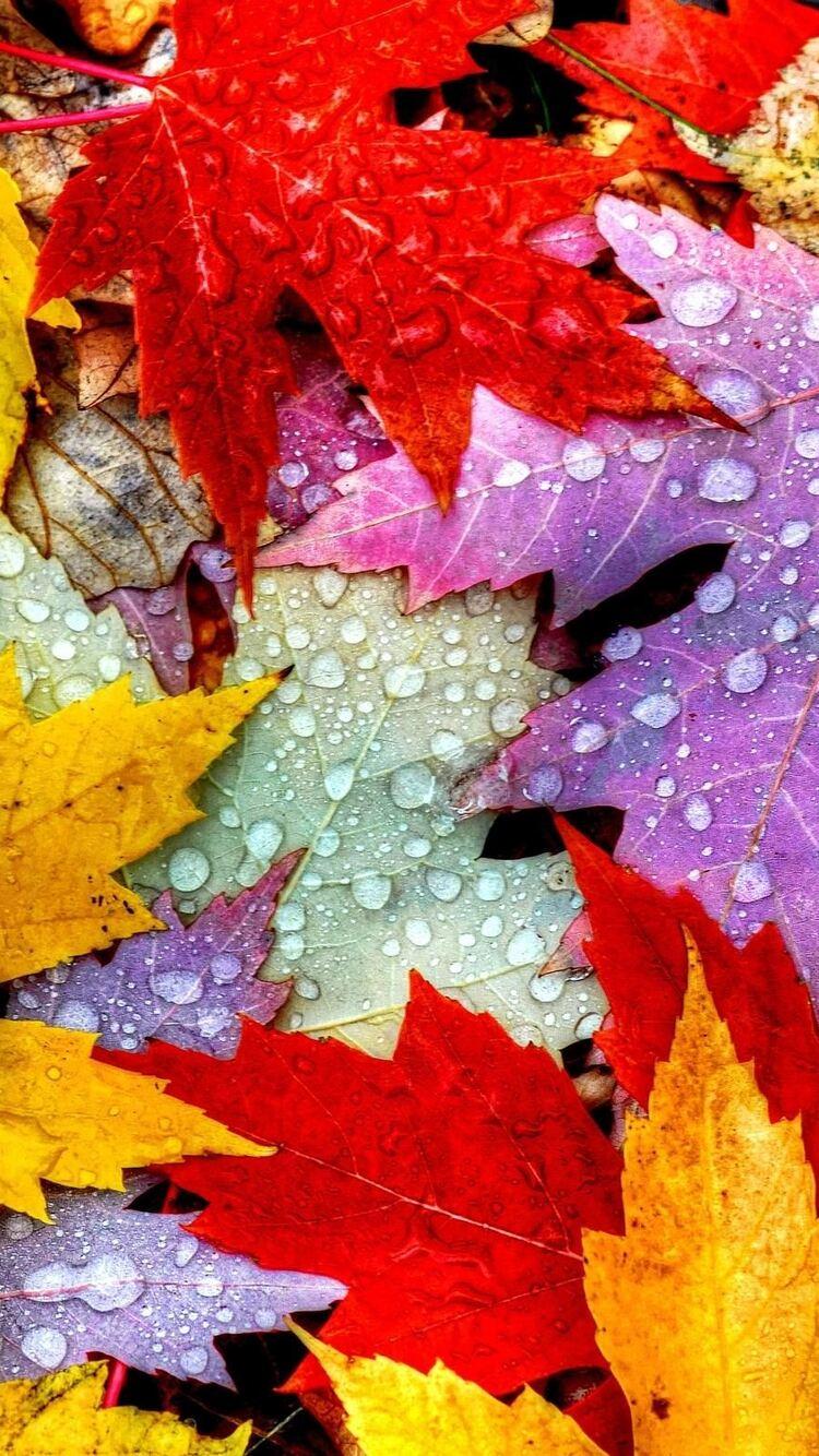 750x1334 Nature Autumn Leaves iPhone iPhone 6S, iPhone 7 HD 4k