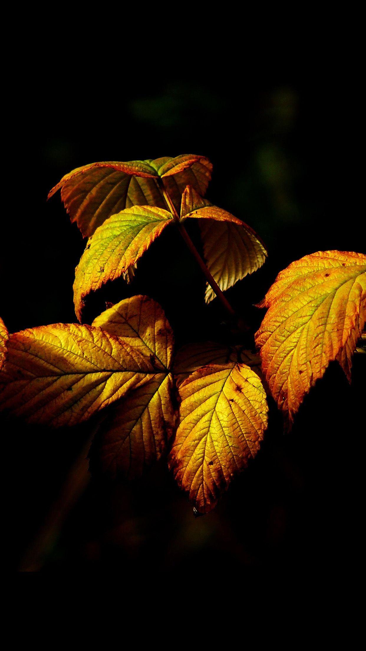 1242x2208 Fall Leaves iPhone 7 Wallpaper
