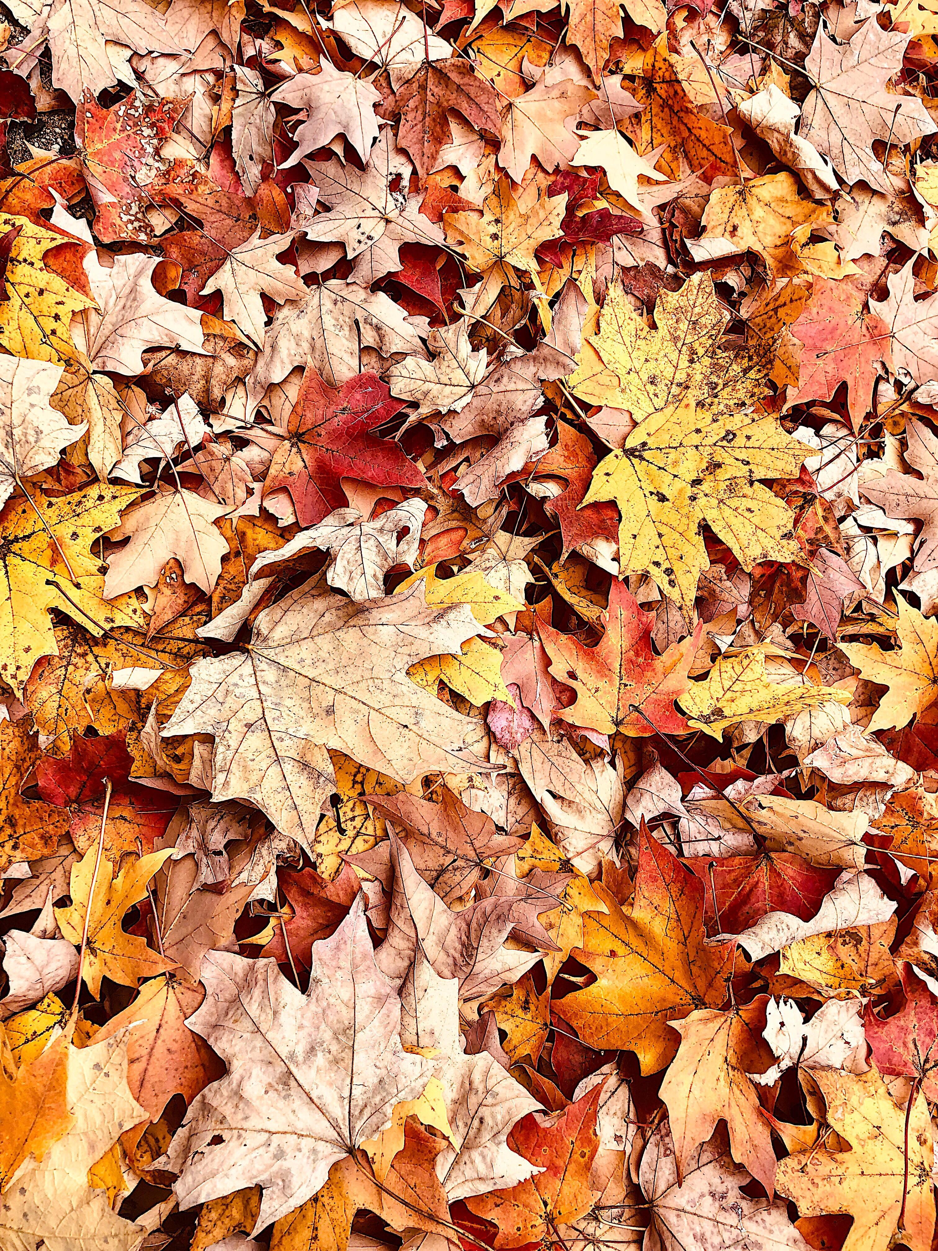 3024x4032 Took a picture of some Fall leaves. iPhone X Wallpaper