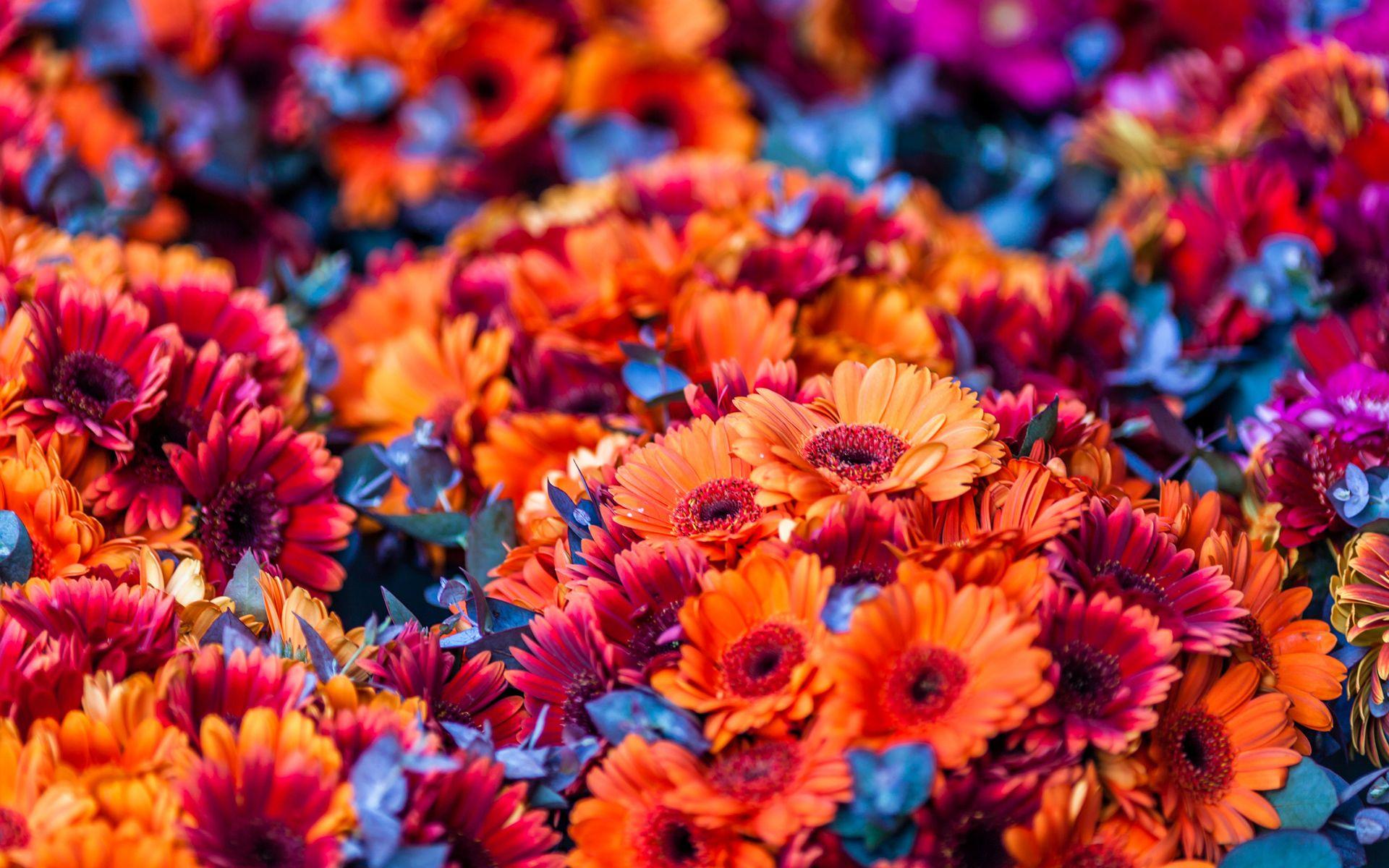 1920x1200 Free download Colorful Flowers Blurred Background HD Wallpaper